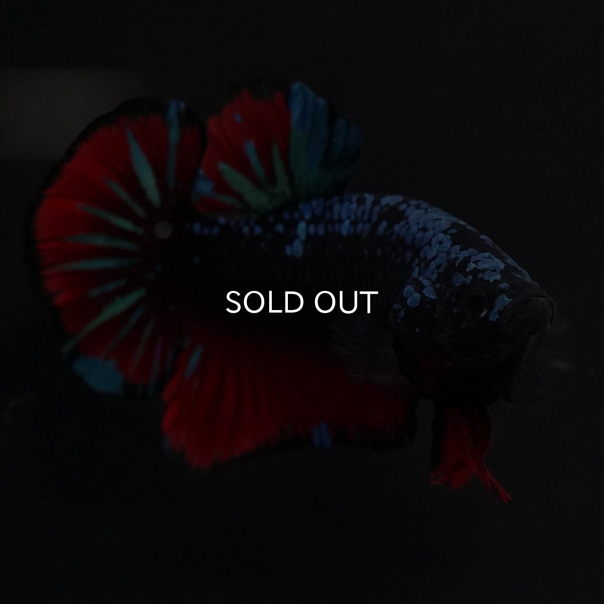 画像7: HMPK ブラックスター (7)