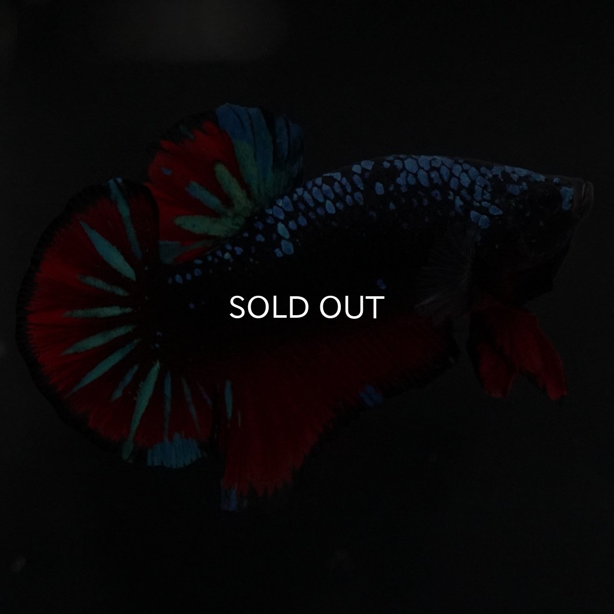 画像4: HMPK ブラックスター (4)