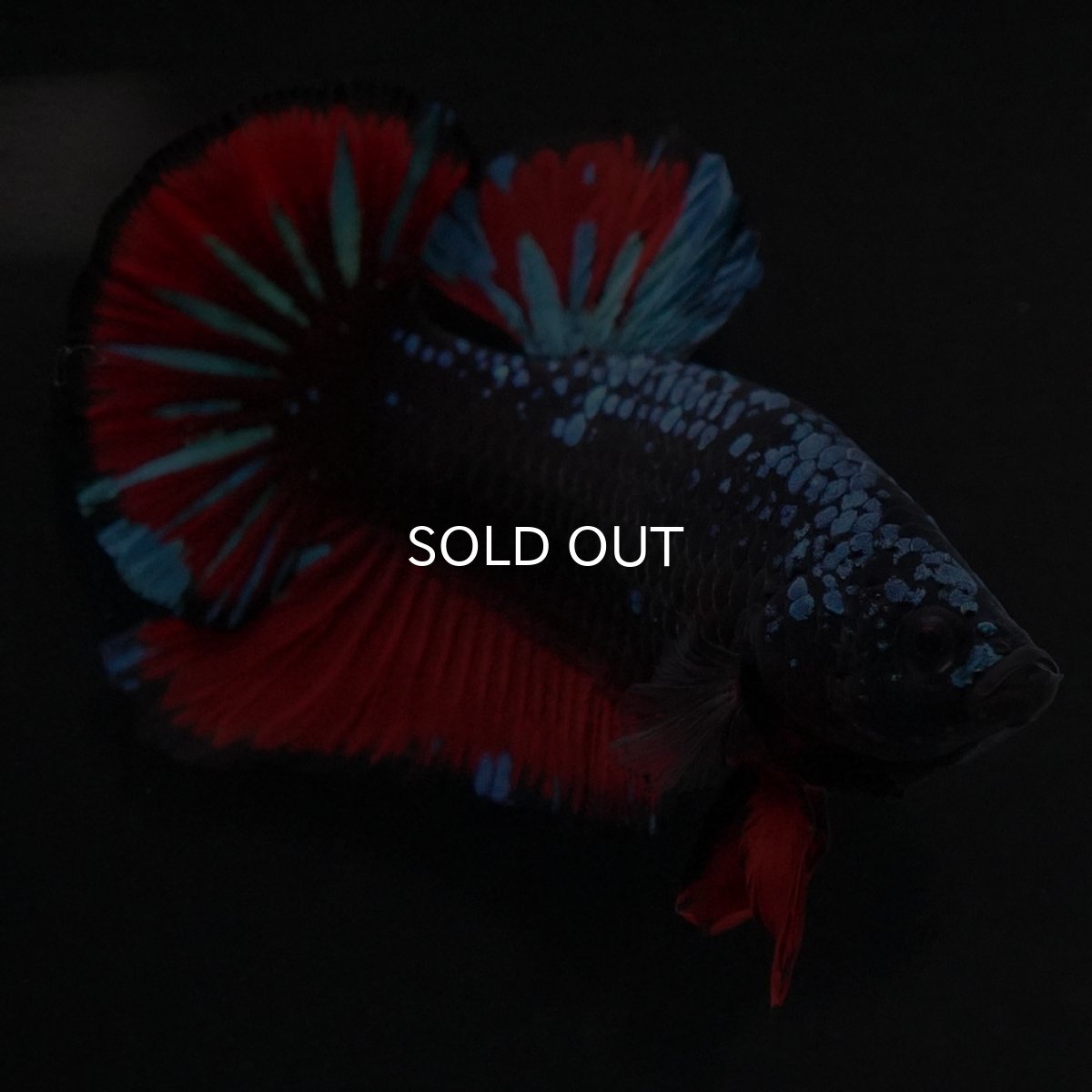 画像6: HMPK ブラックスター (6)