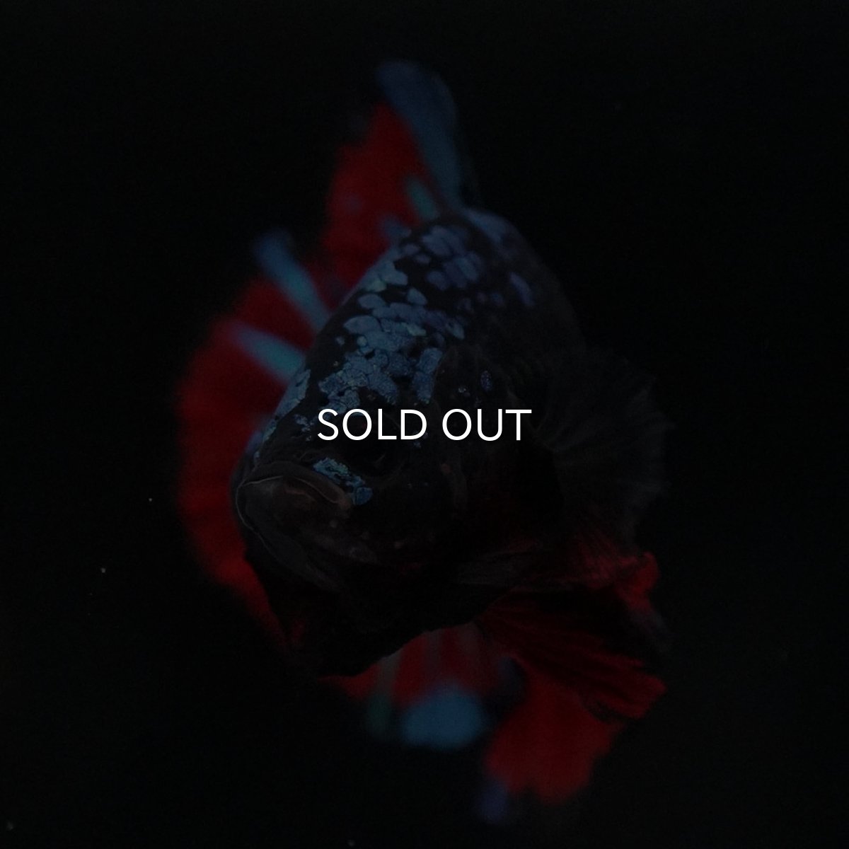 画像3: HMPK ブラックスター (3)