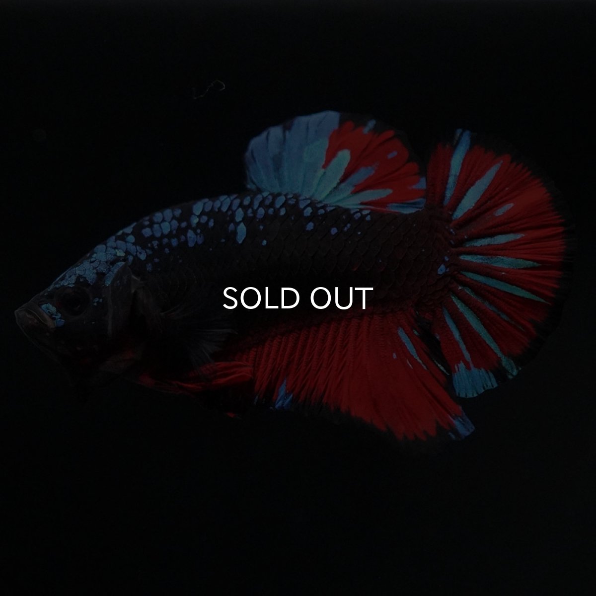 画像2: HMPK ブラックスター (2)