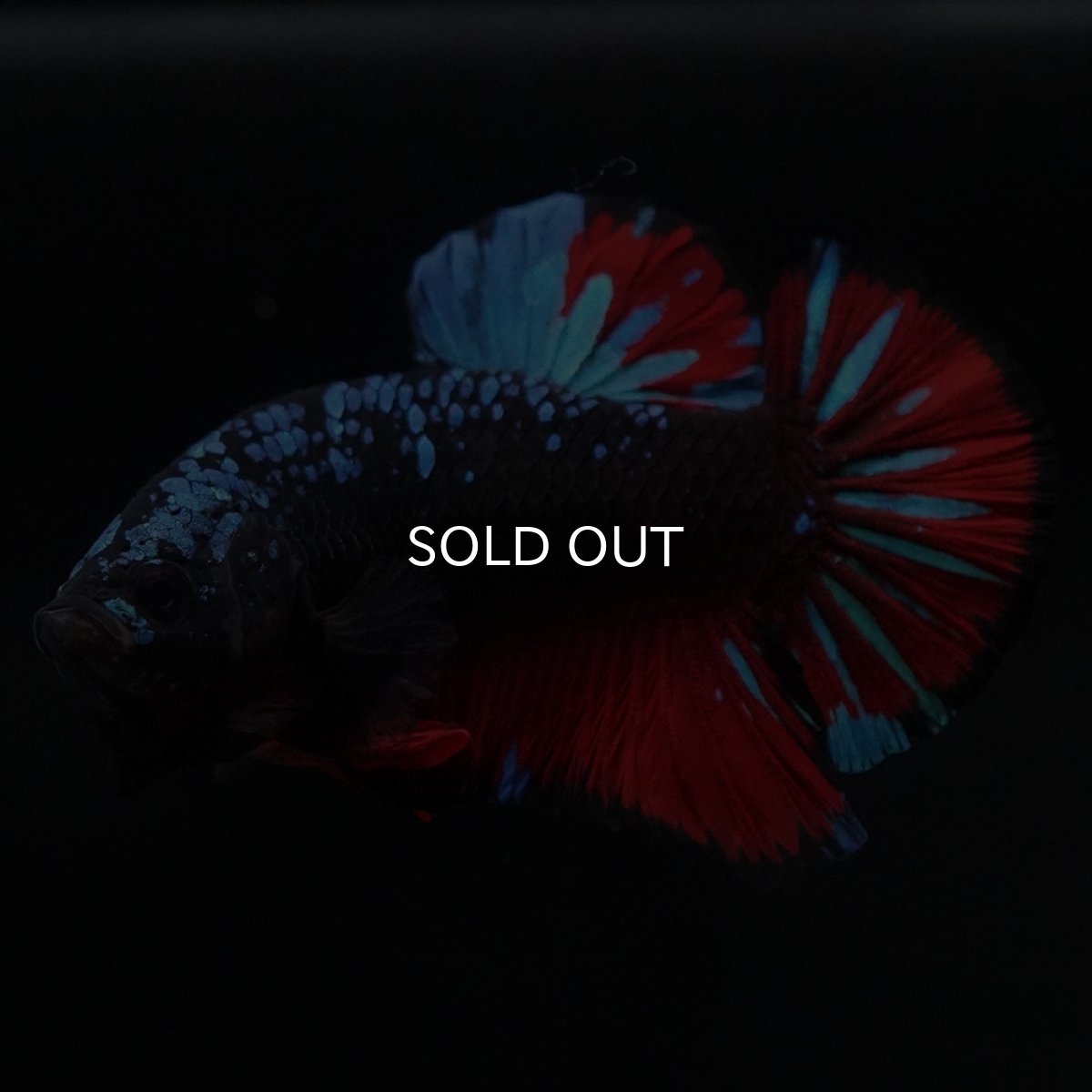 画像5: HMPK ブラックスター (5)