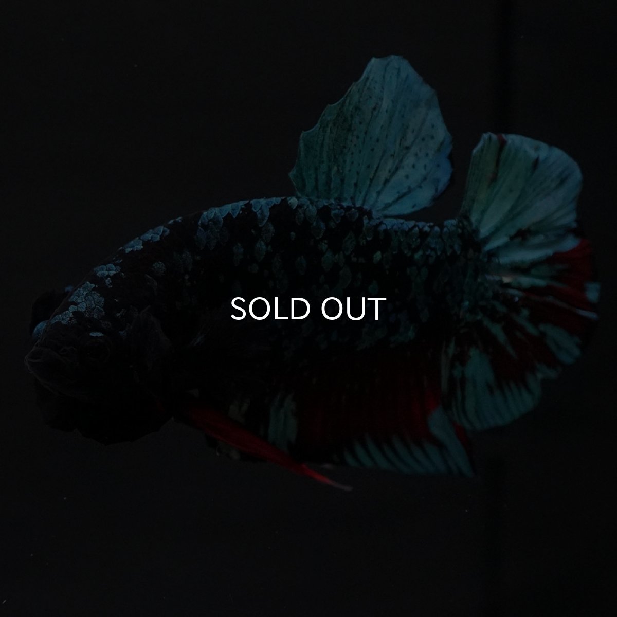 画像6: HMPK ブラックスター (6)