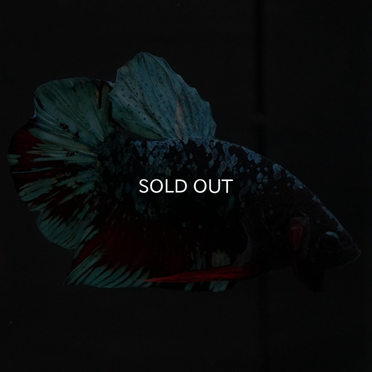 画像5: HMPK ブラックスター (5)