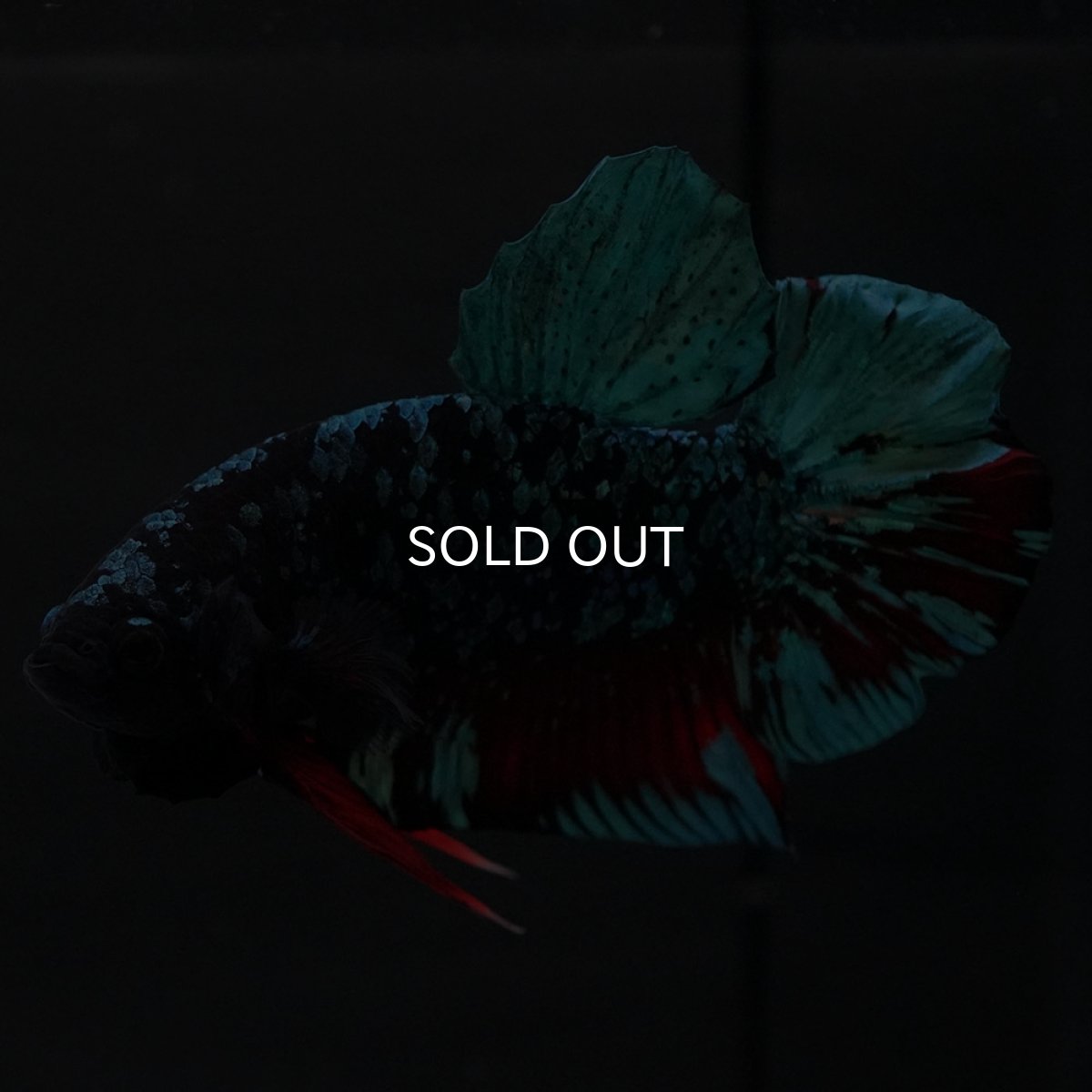 画像2: HMPK ブラックスター (2)