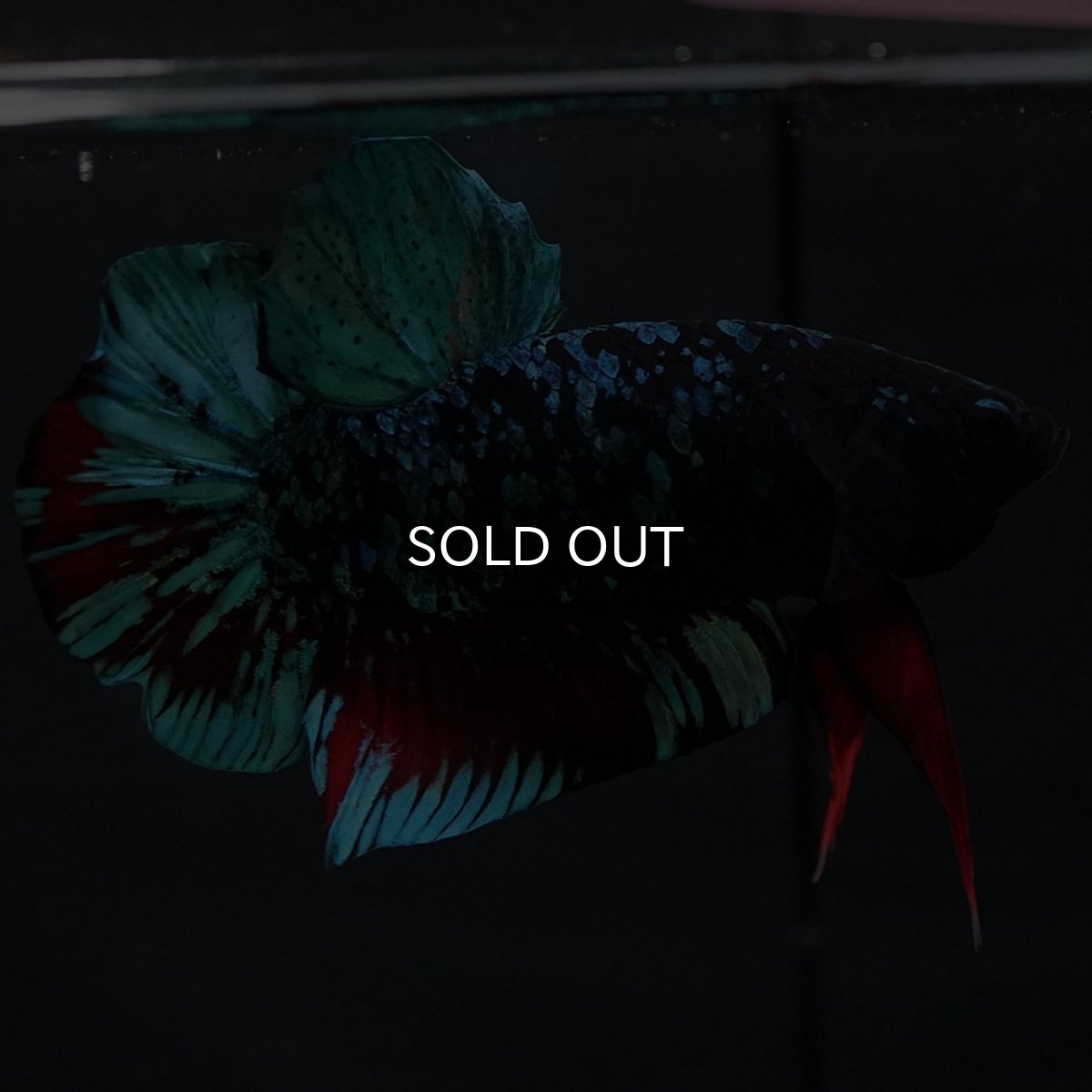 画像3: HMPK ブラックスター (3)