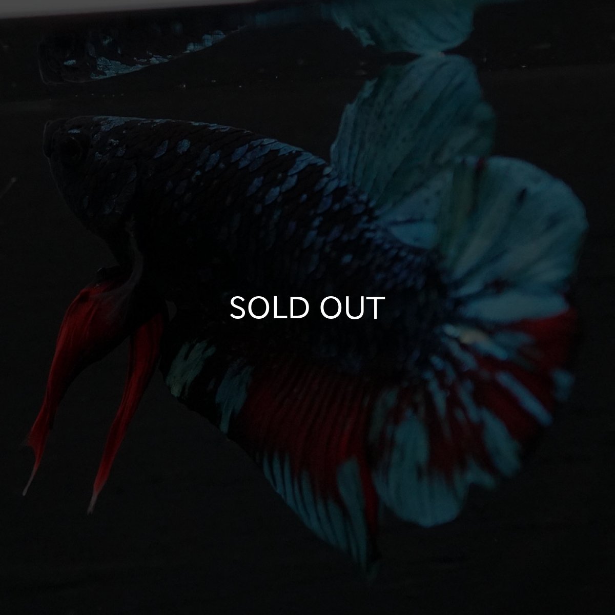 画像4: HMPK ブラックスター (4)