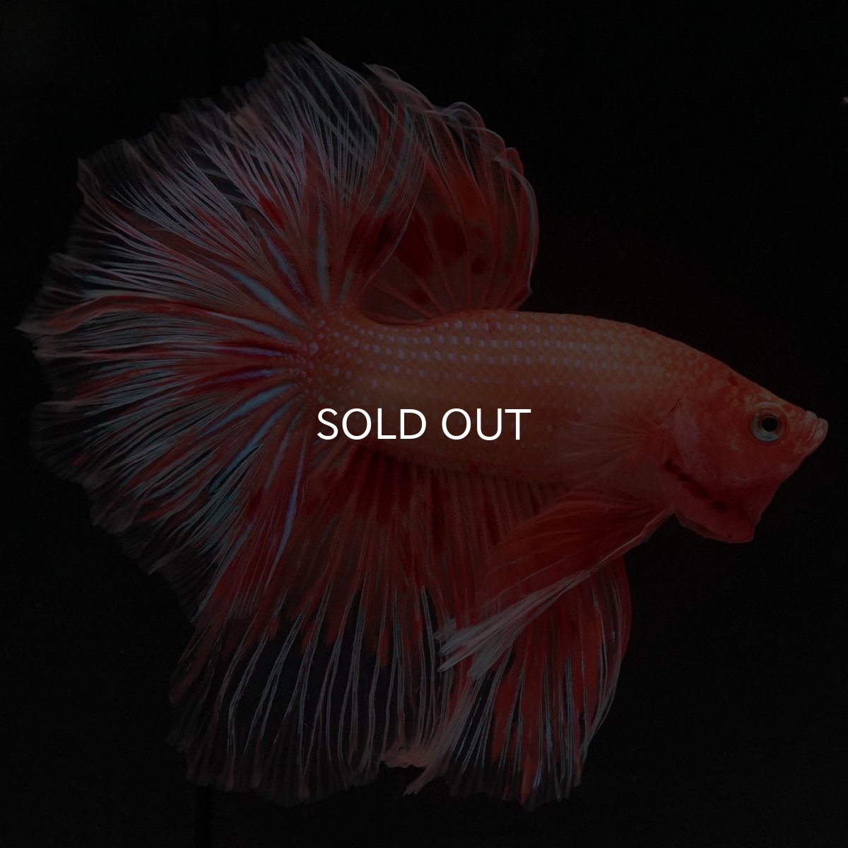 画像11: HM アルマゲドン フェザーテール (11)