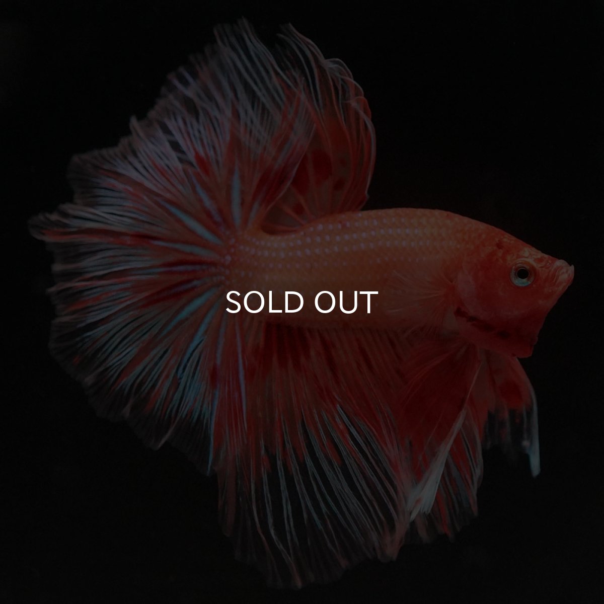 画像10: HM アルマゲドン フェザーテール (10)