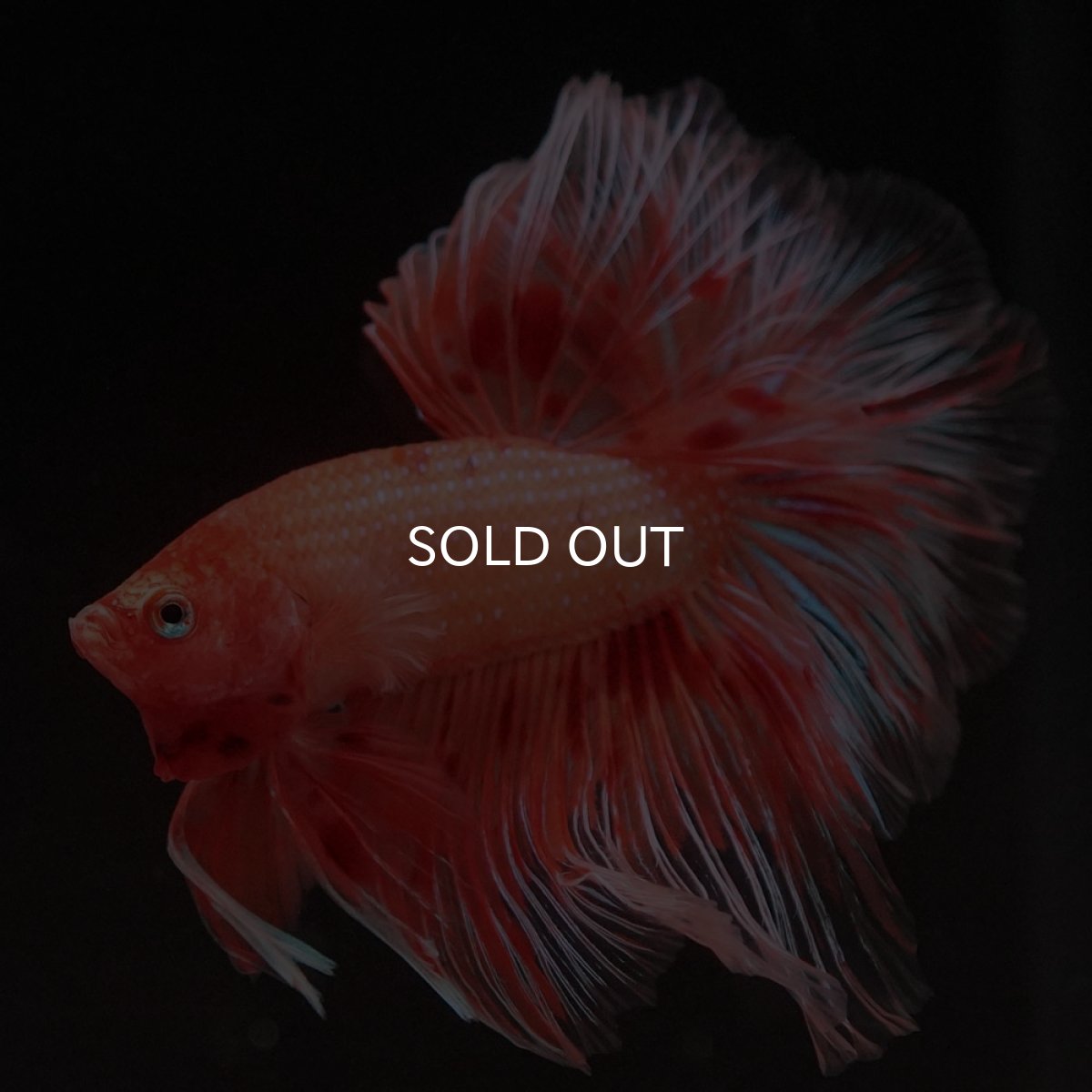 画像9: HM アルマゲドン フェザーテール (9)