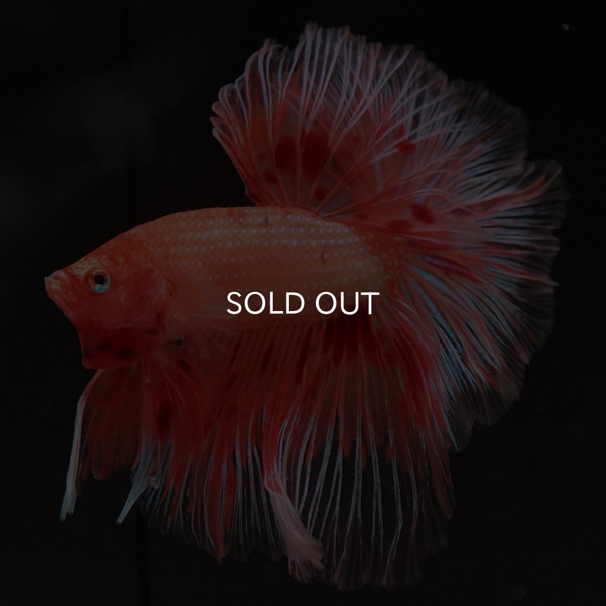 画像8: HM アルマゲドン フェザーテール (8)