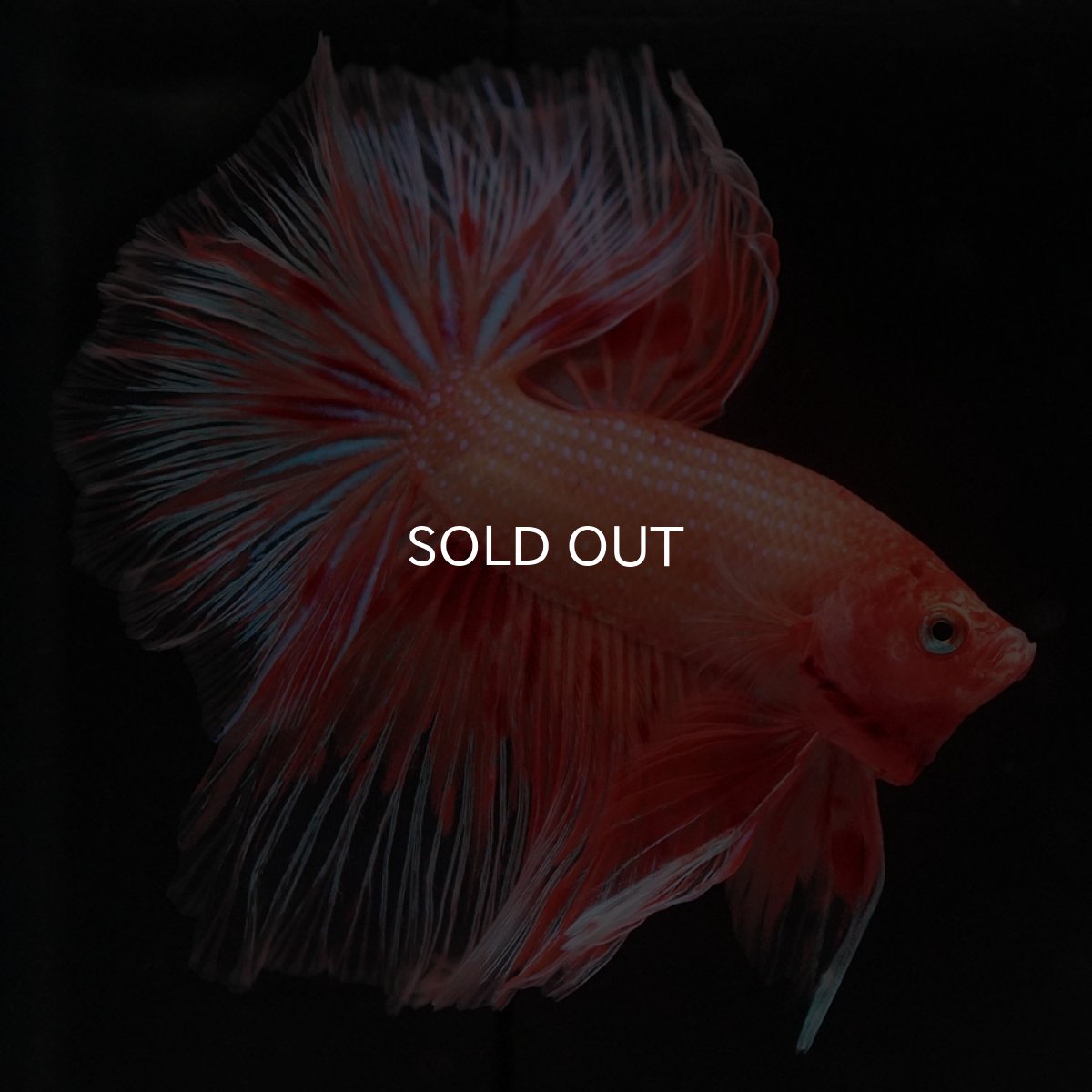 画像7: HM アルマゲドン フェザーテール (7)