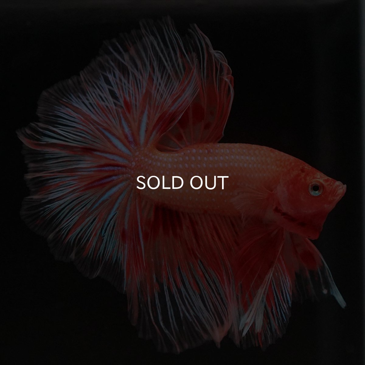 画像5: HM アルマゲドン フェザーテール (5)