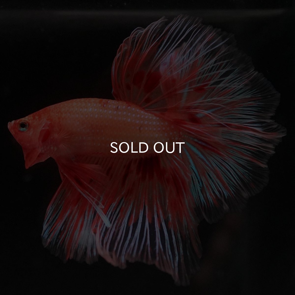 画像6: HM アルマゲドン フェザーテール (6)