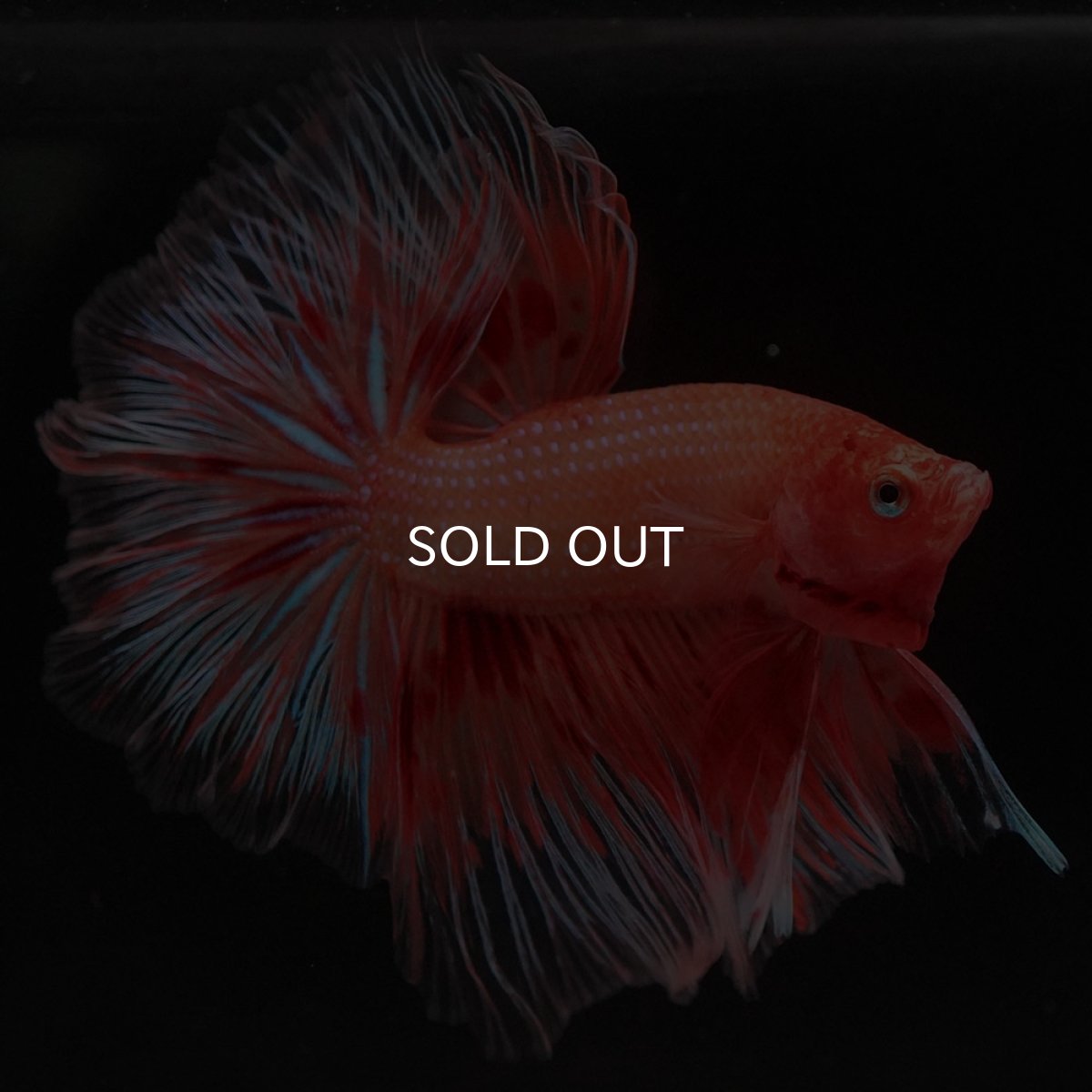 画像3: HM アルマゲドン フェザーテール (3)