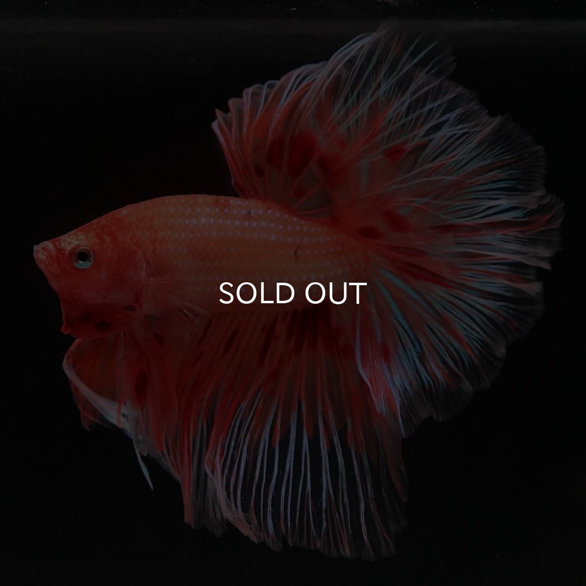 画像2: HM アルマゲドン フェザーテール (2)