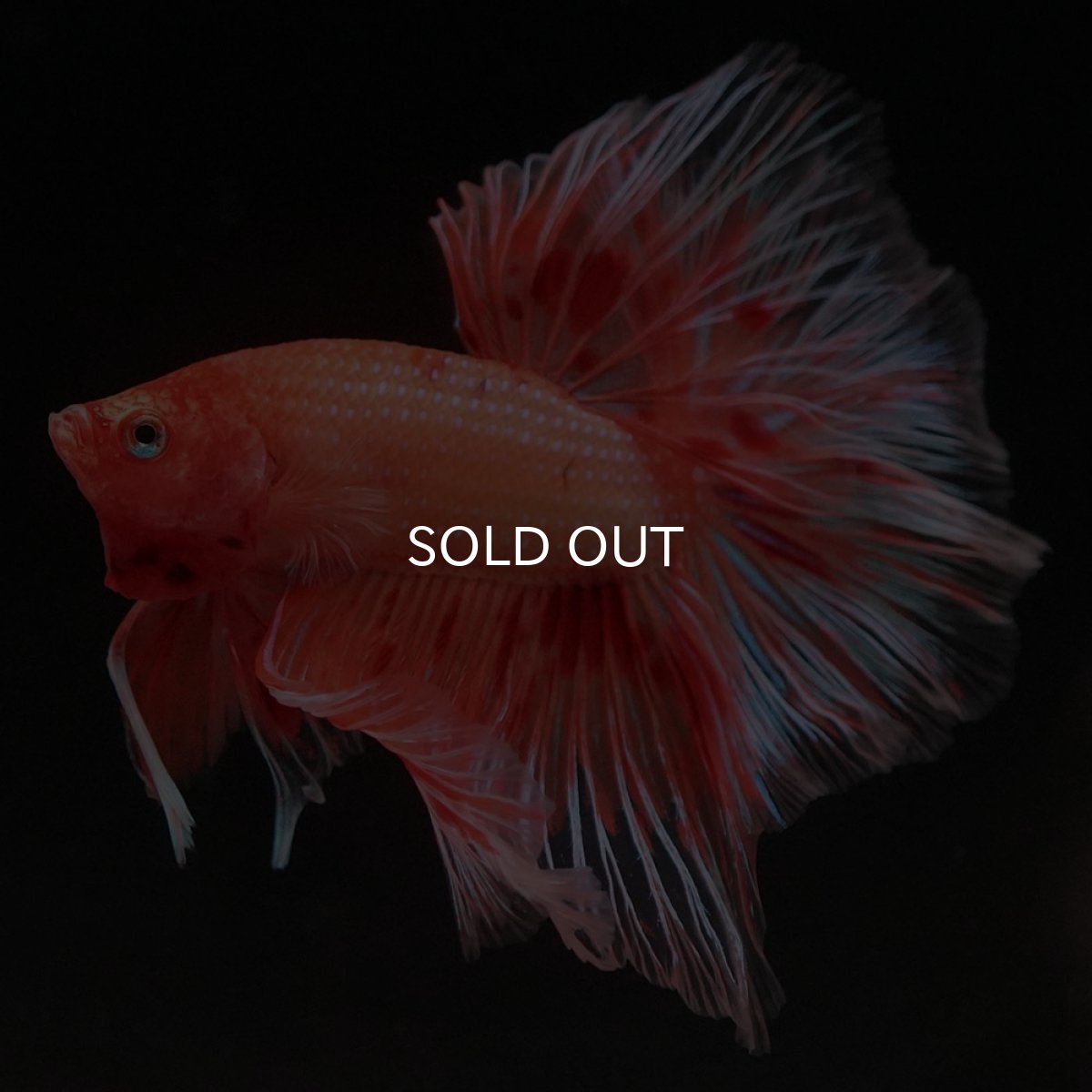 画像4: HM アルマゲドン フェザーテール (4)