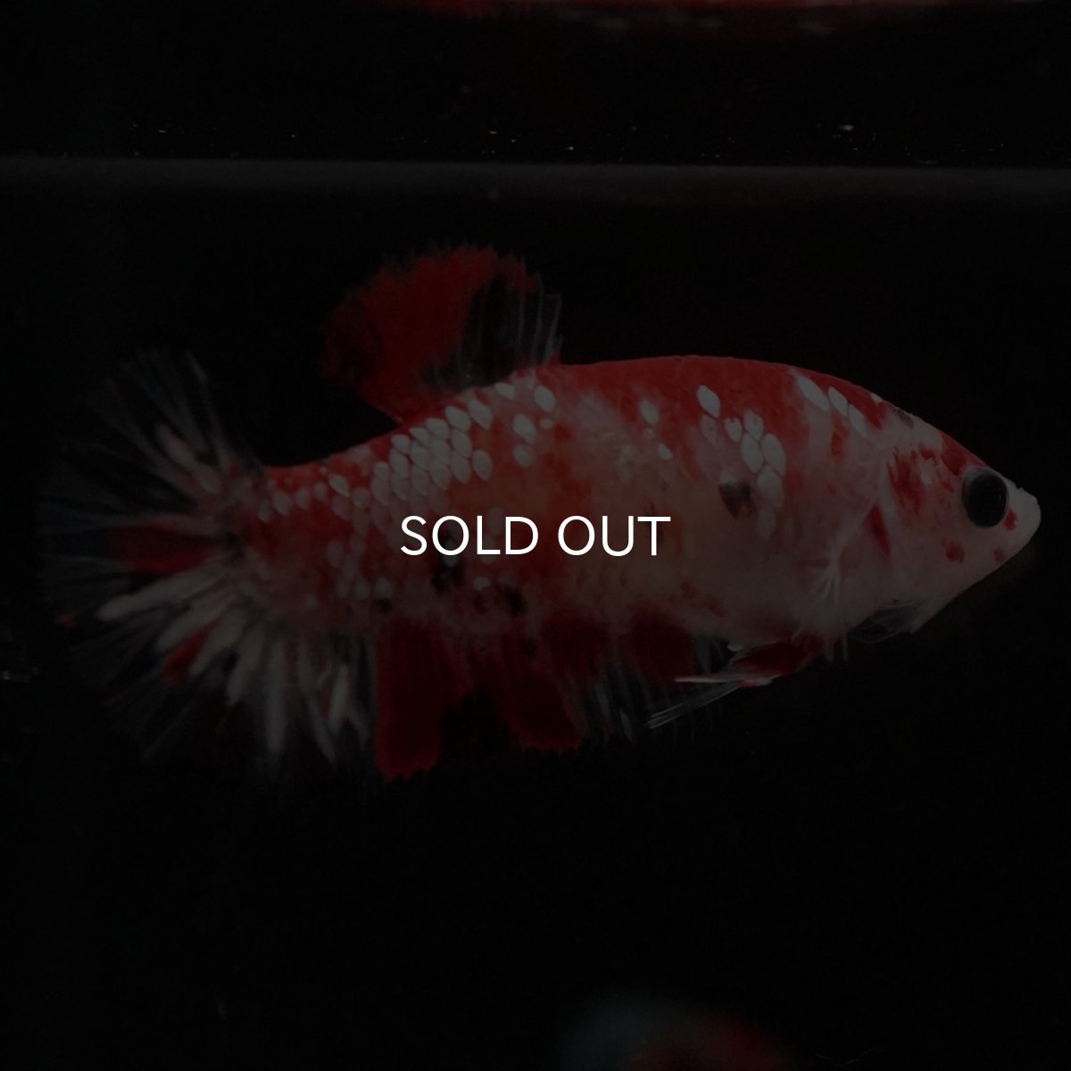 画像8: HMPK 鯉ギャラクシー メス (8)