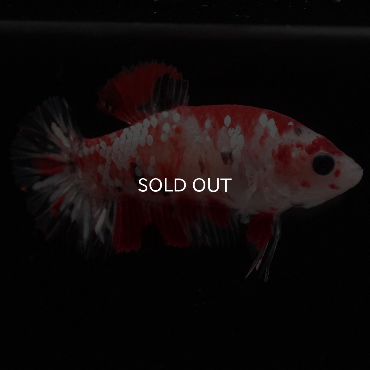 画像7: HMPK 鯉ギャラクシー メス (7)