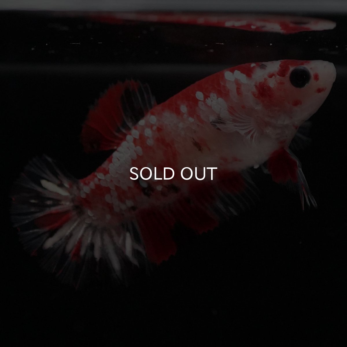 画像5: HMPK 鯉ギャラクシー メス (5)