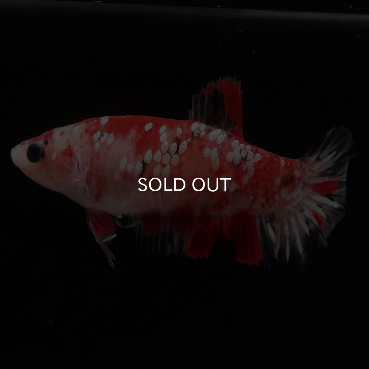 画像6: HMPK 鯉ギャラクシー メス (6)