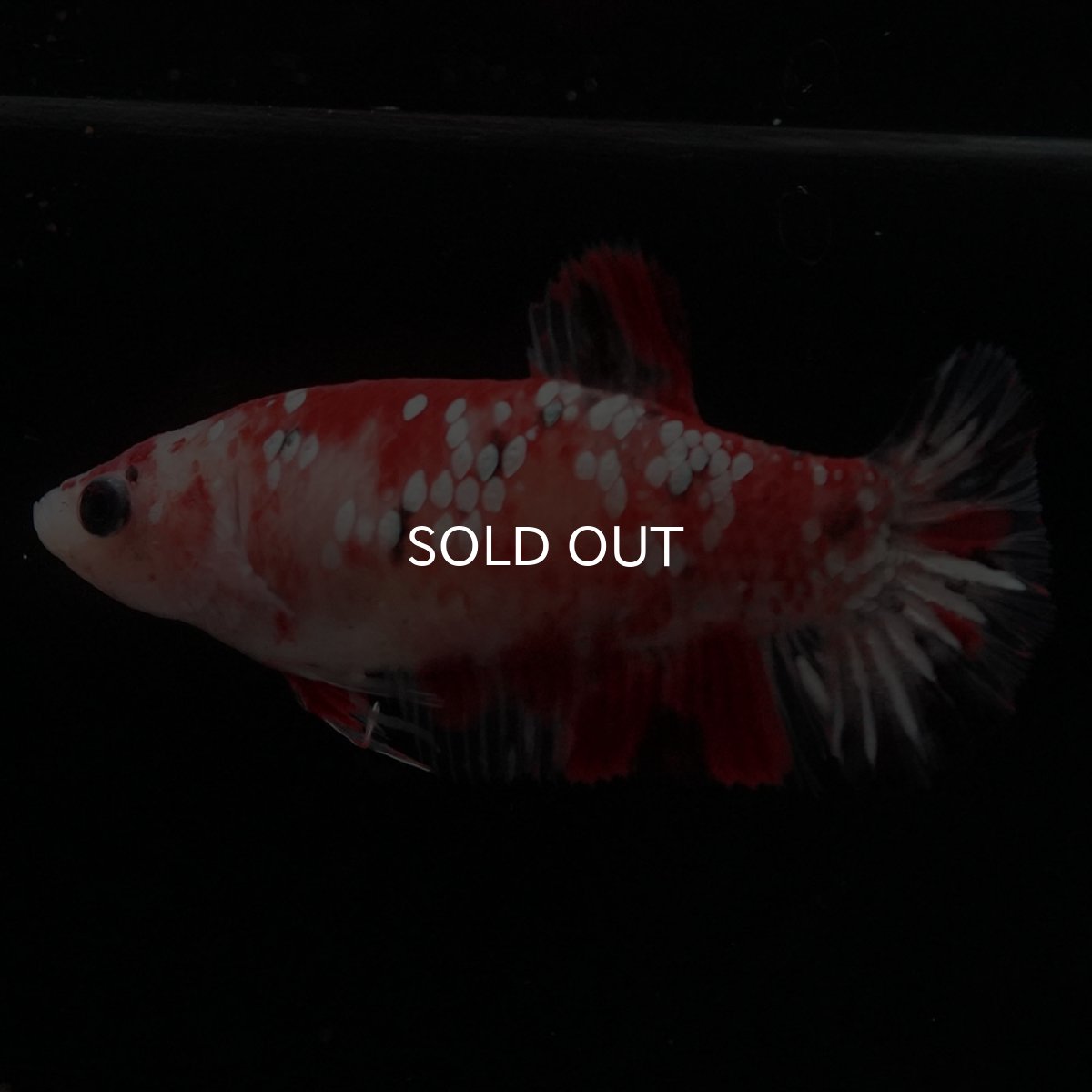 画像4: HMPK 鯉ギャラクシー メス (4)