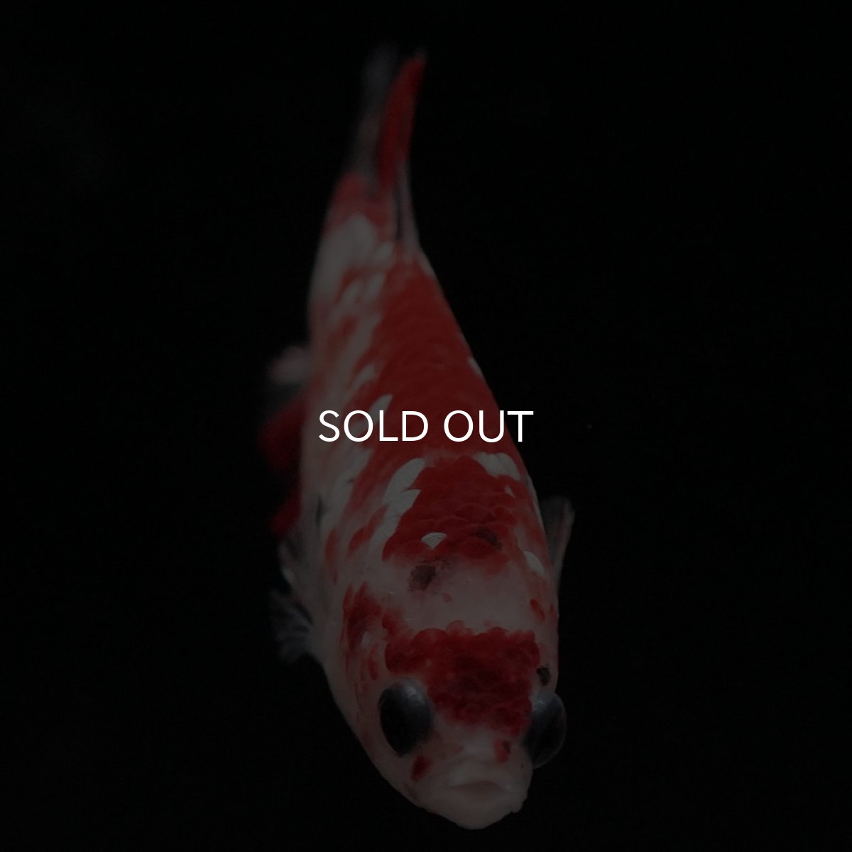 画像3: HMPK 鯉ギャラクシー メス (3)