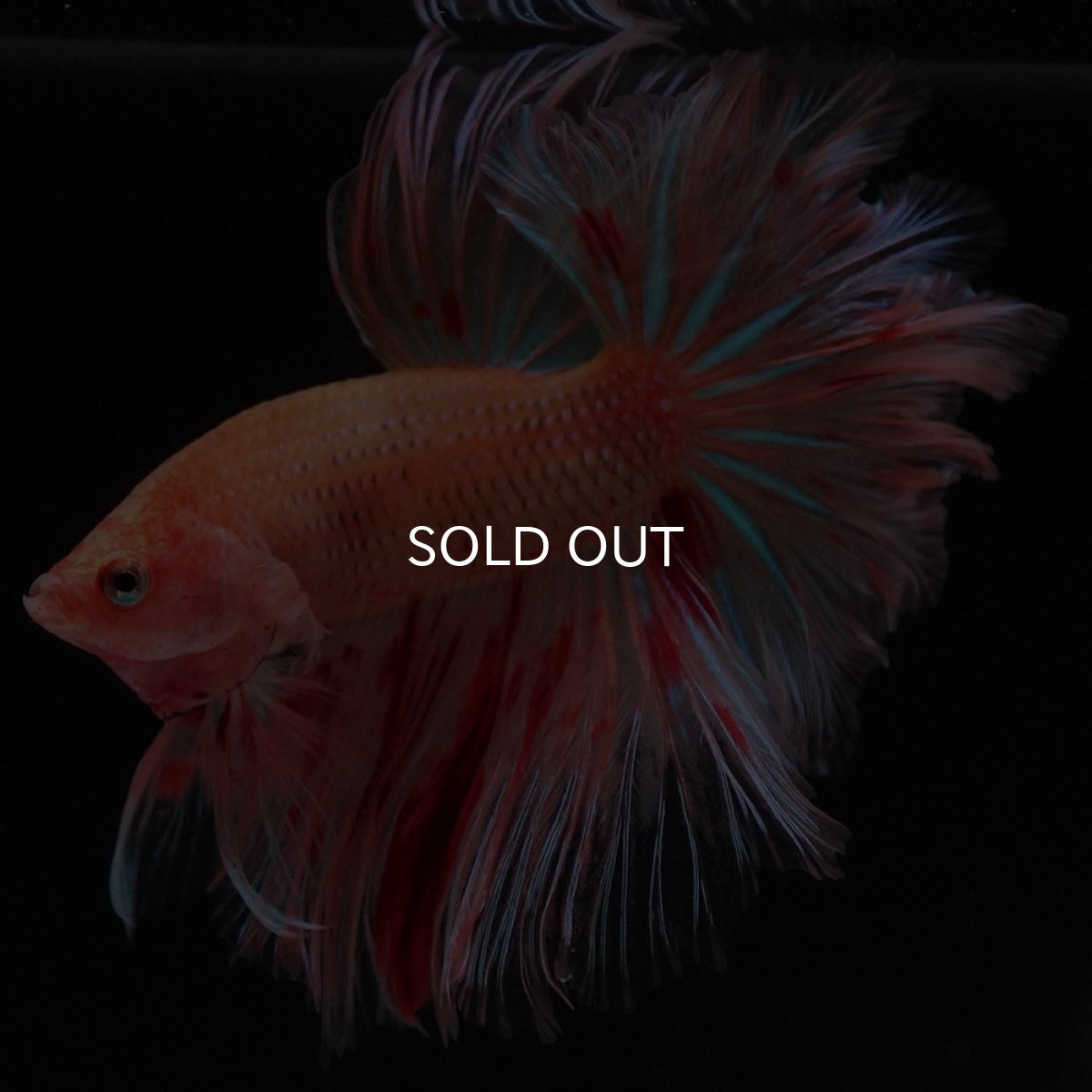 画像2: HM　アルマゲドン　フェザーテール (2)