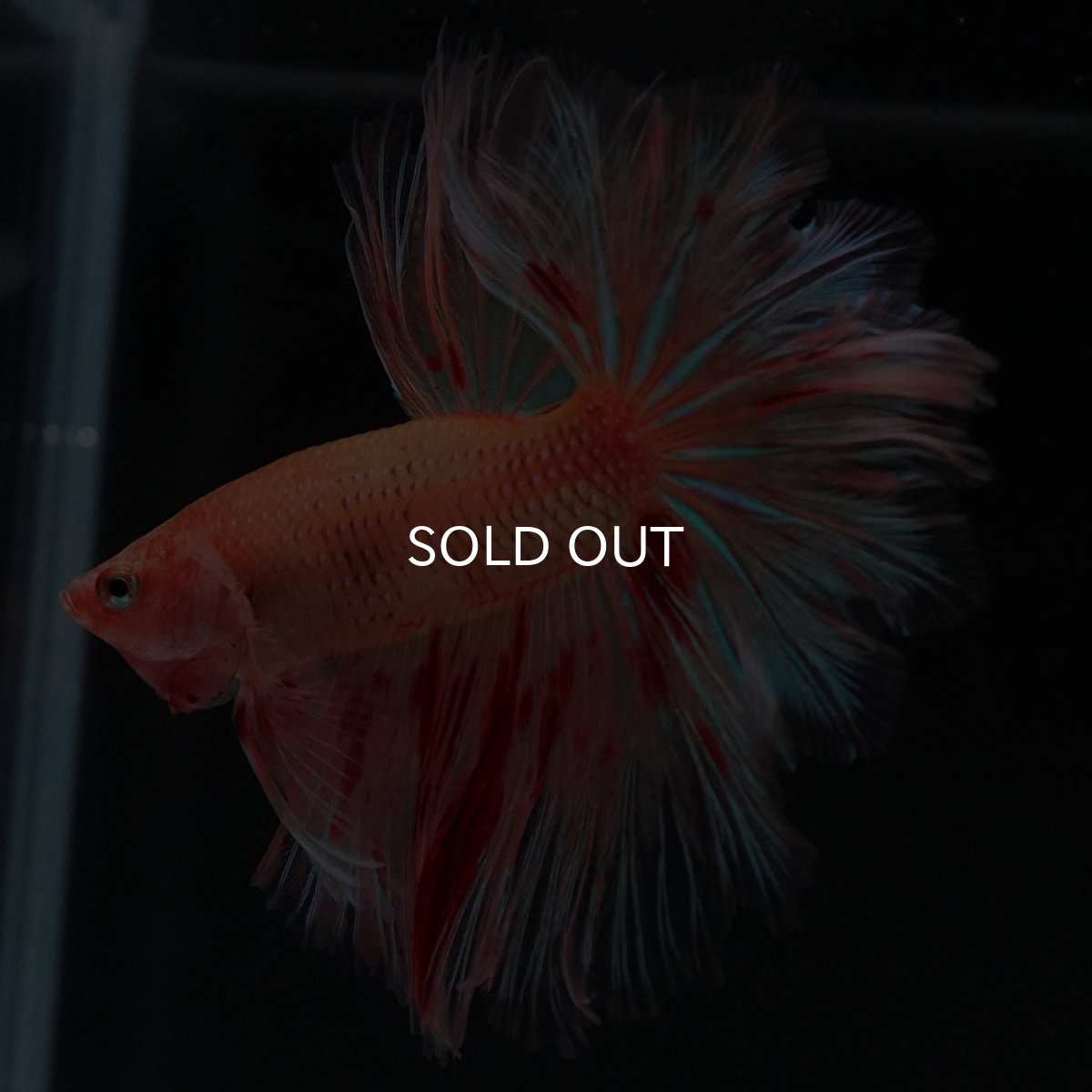 画像10: HM　アルマゲドン　フェザーテール (10)