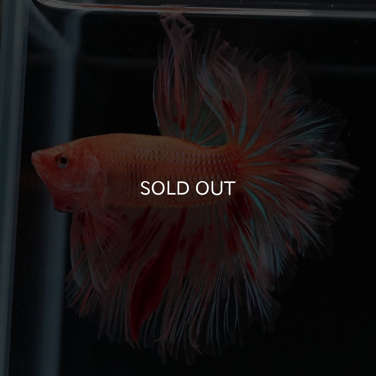 画像9: HM　アルマゲドン　フェザーテール (9)