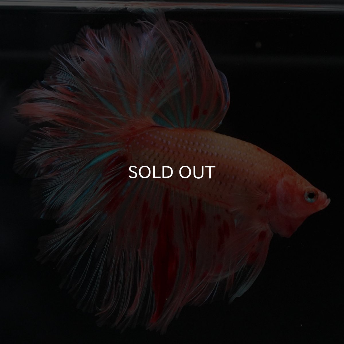 画像3: HM　アルマゲドン　フェザーテール (3)