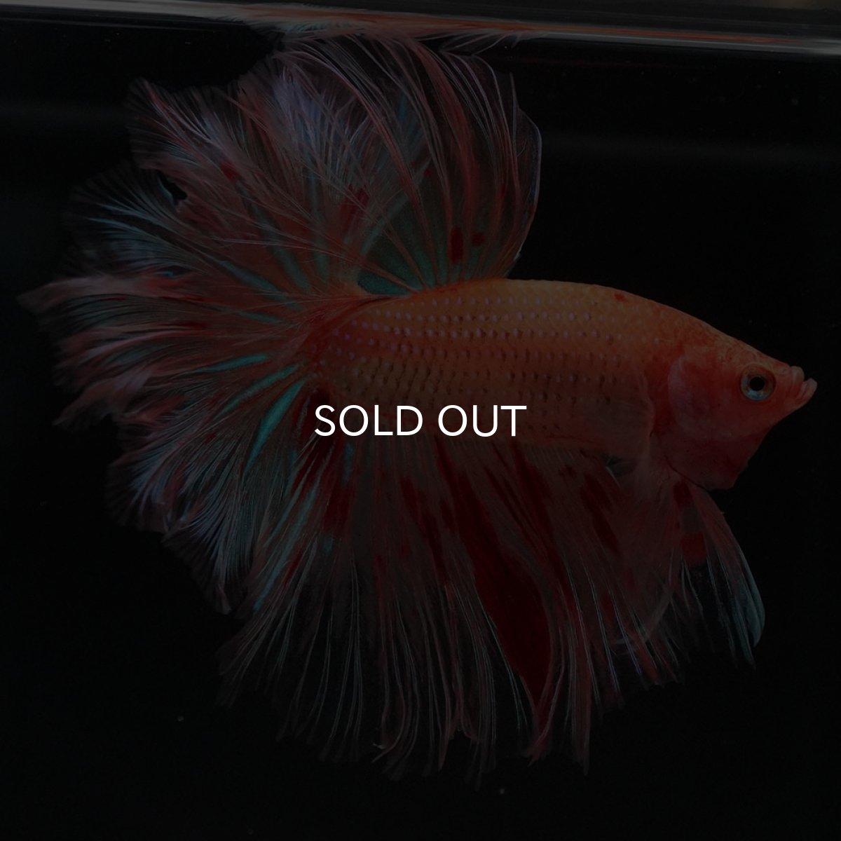 画像5: HM　アルマゲドン　フェザーテール (5)