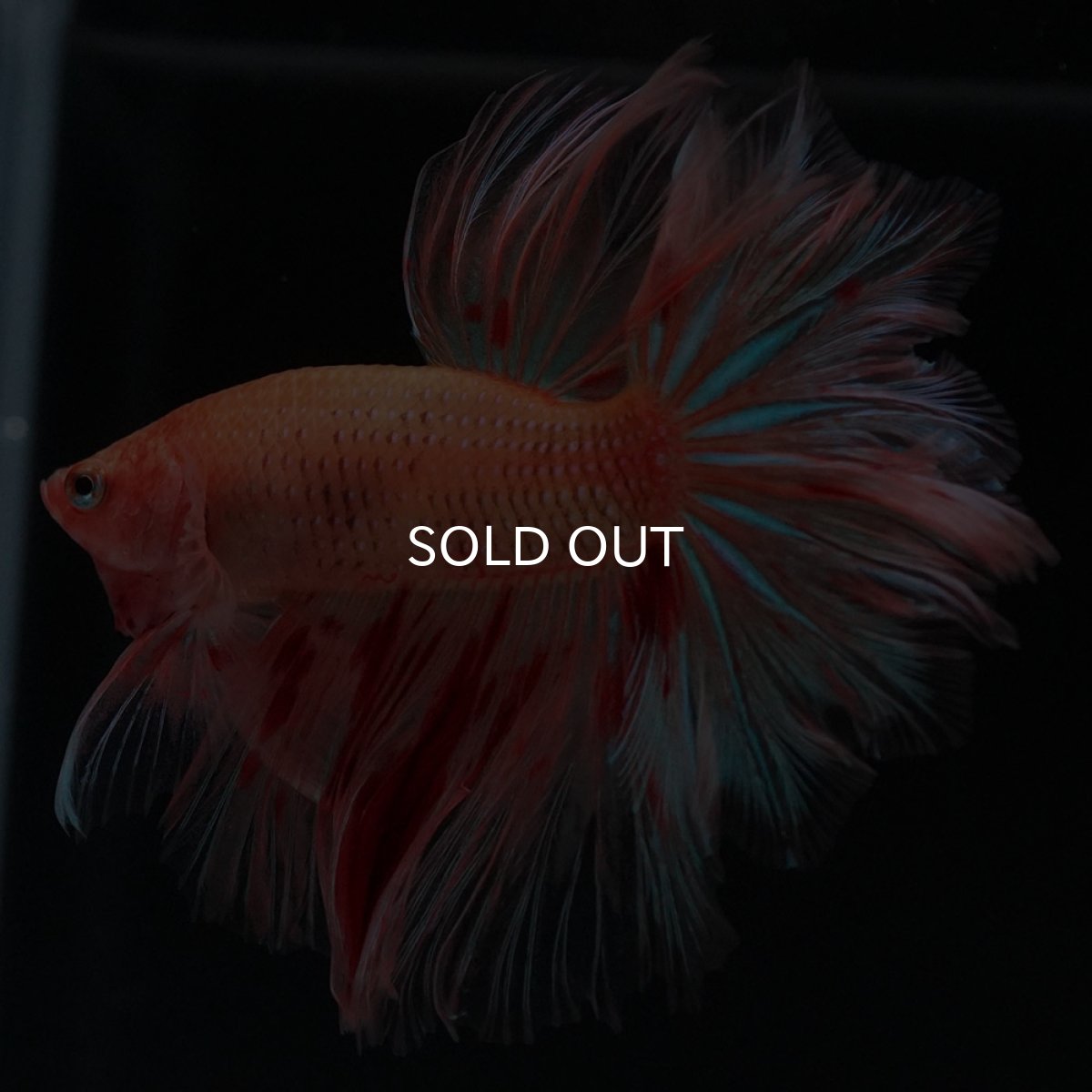 画像8: HM　アルマゲドン　フェザーテール (8)