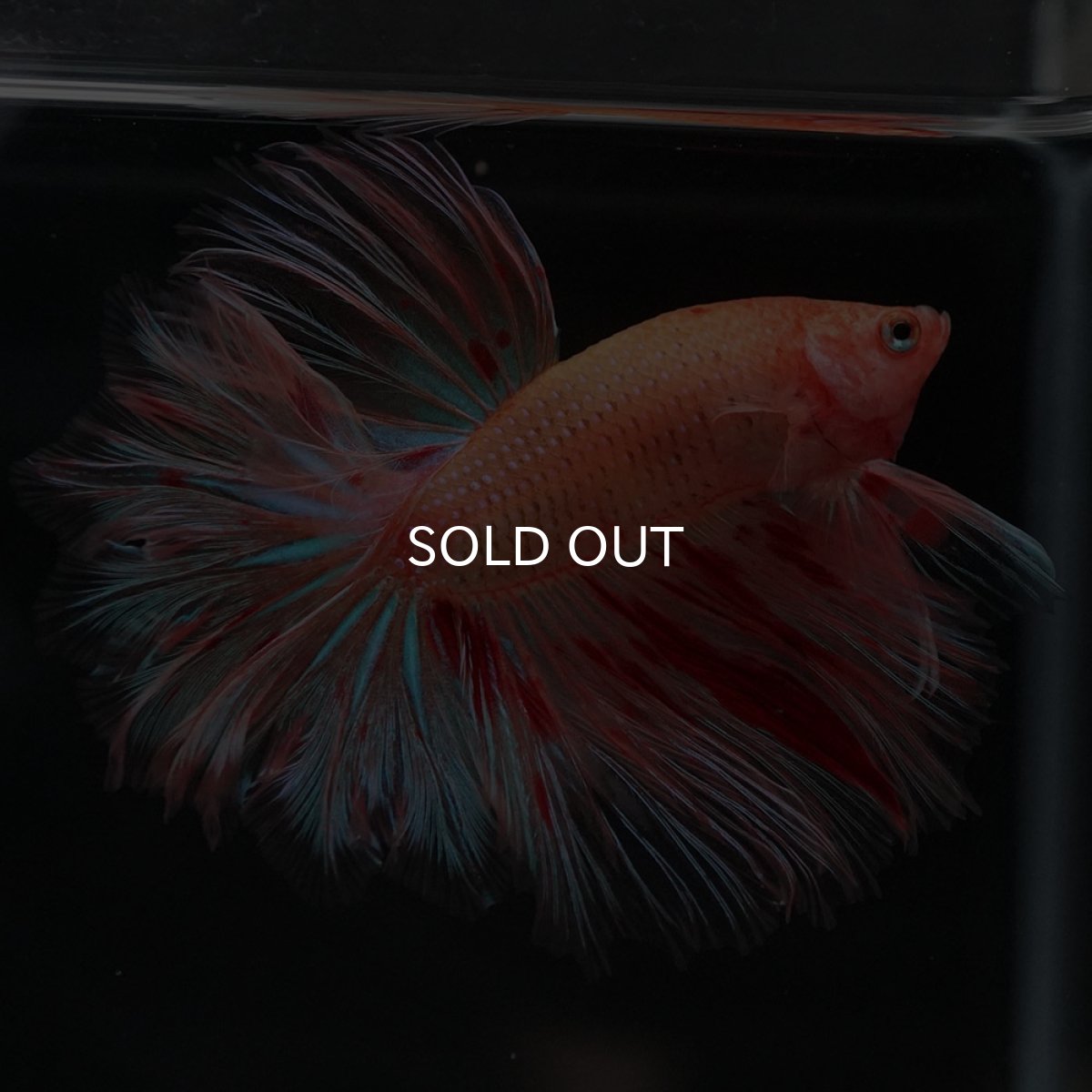 画像7: HM　アルマゲドン　フェザーテール (7)