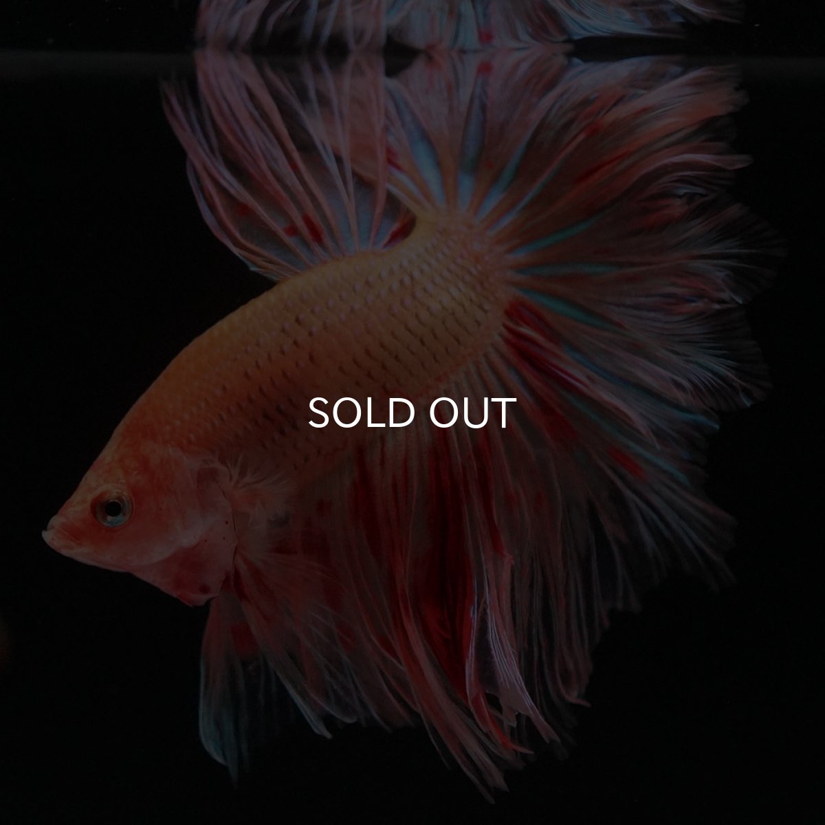 画像6: HM　アルマゲドン　フェザーテール (6)