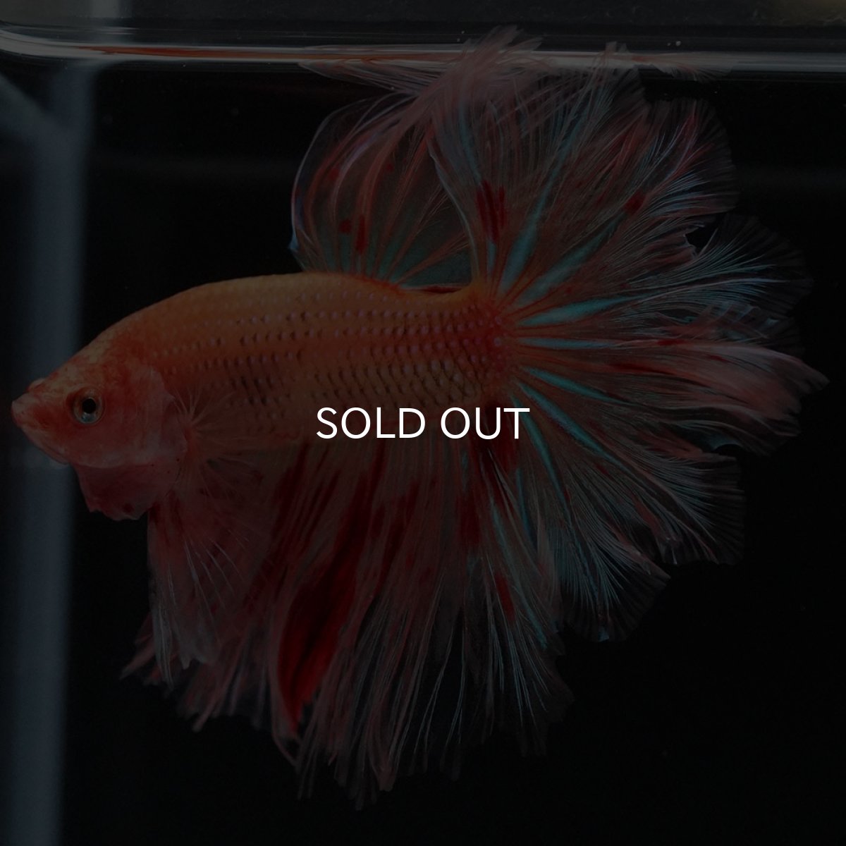 画像4: HM　アルマゲドン　フェザーテール (4)