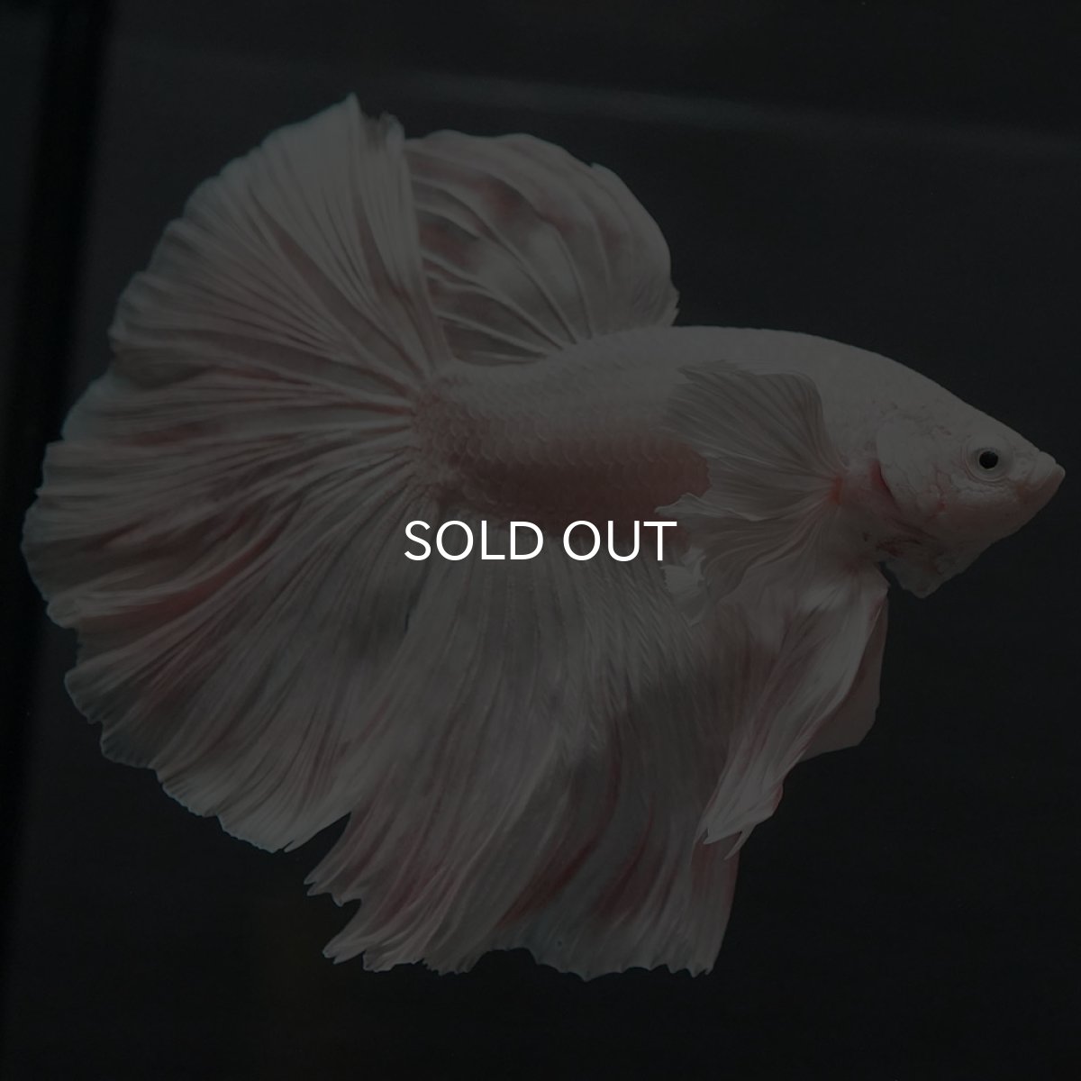 画像3: GHMダンボ ホワイト (3)