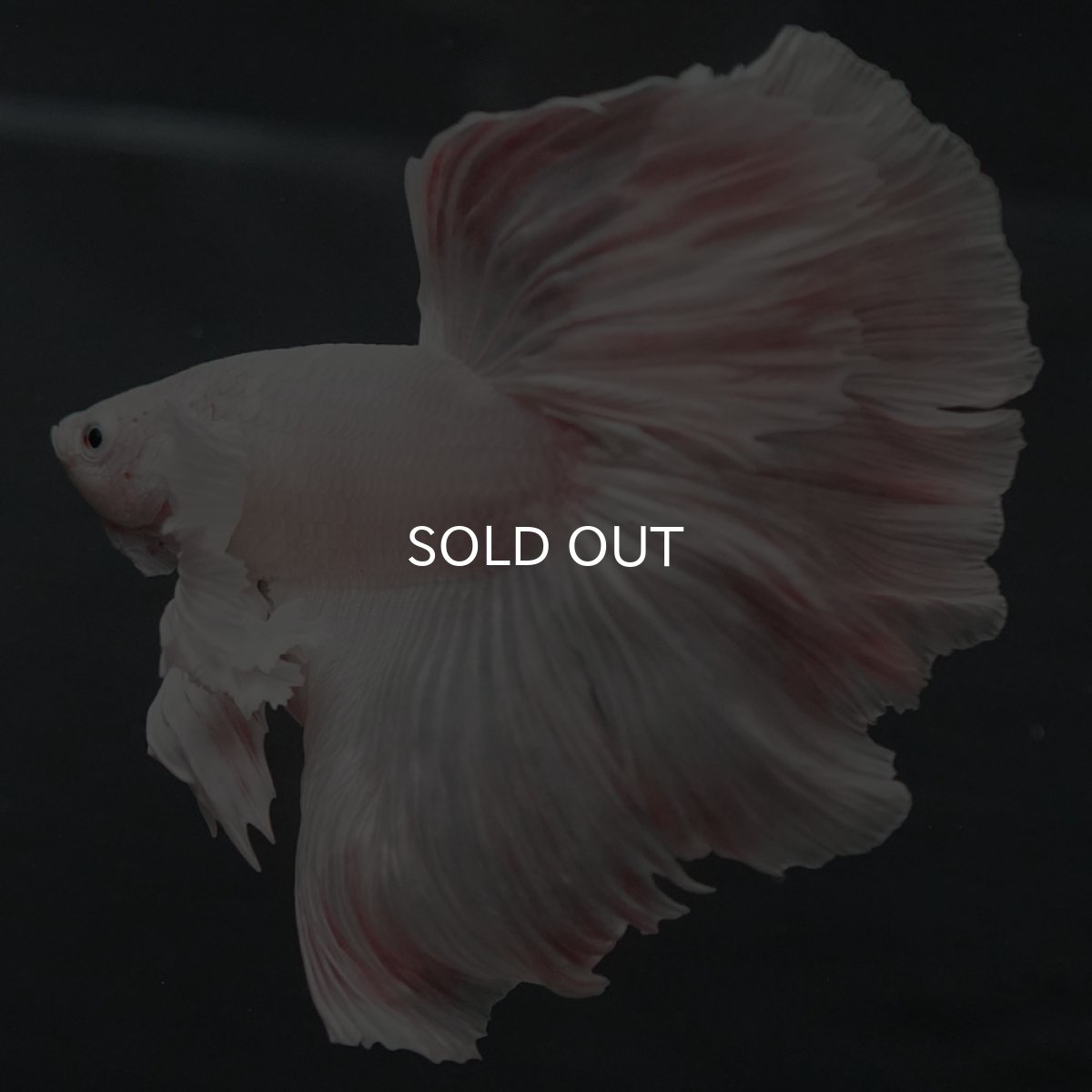 画像8: GHMダンボ ホワイト (8)