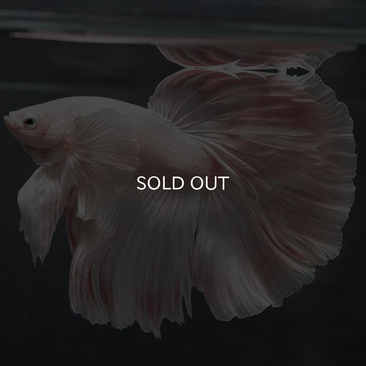 画像6: GHMダンボ ホワイト (6)