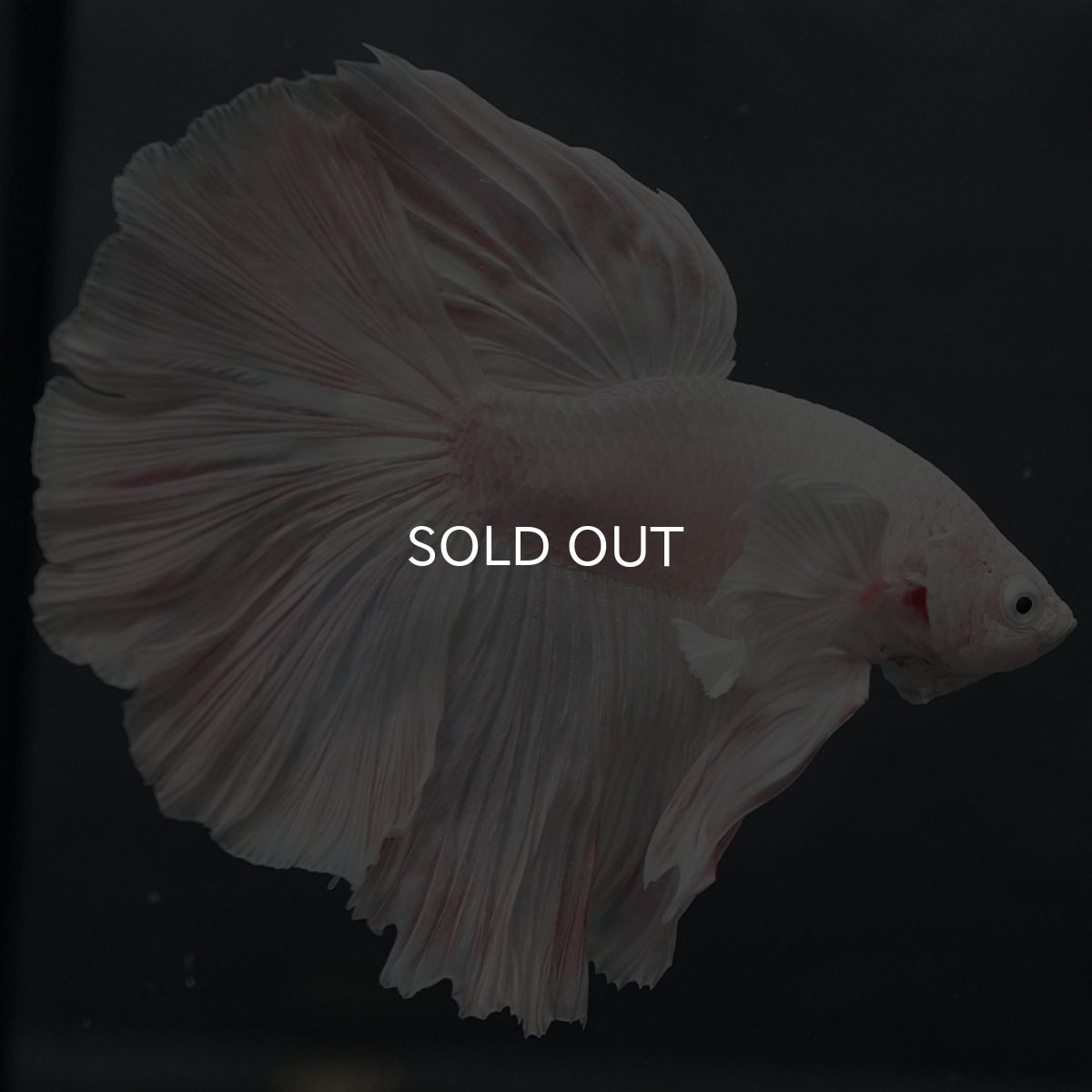 画像7: GHMダンボ ホワイト (7)