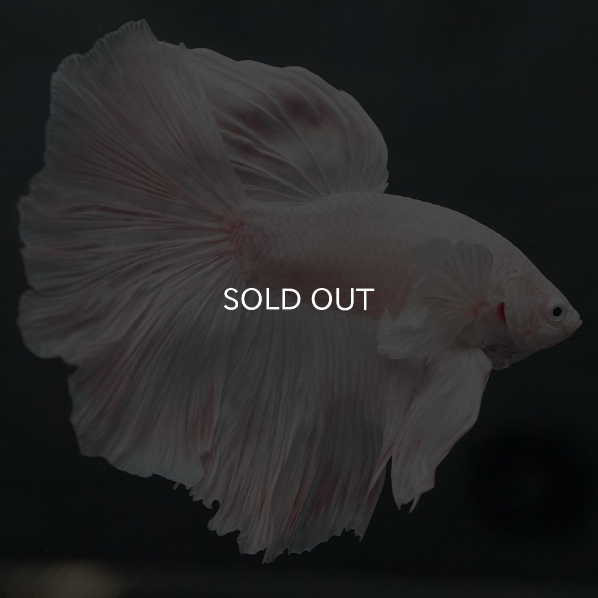 画像5: GHMダンボ ホワイト (5)