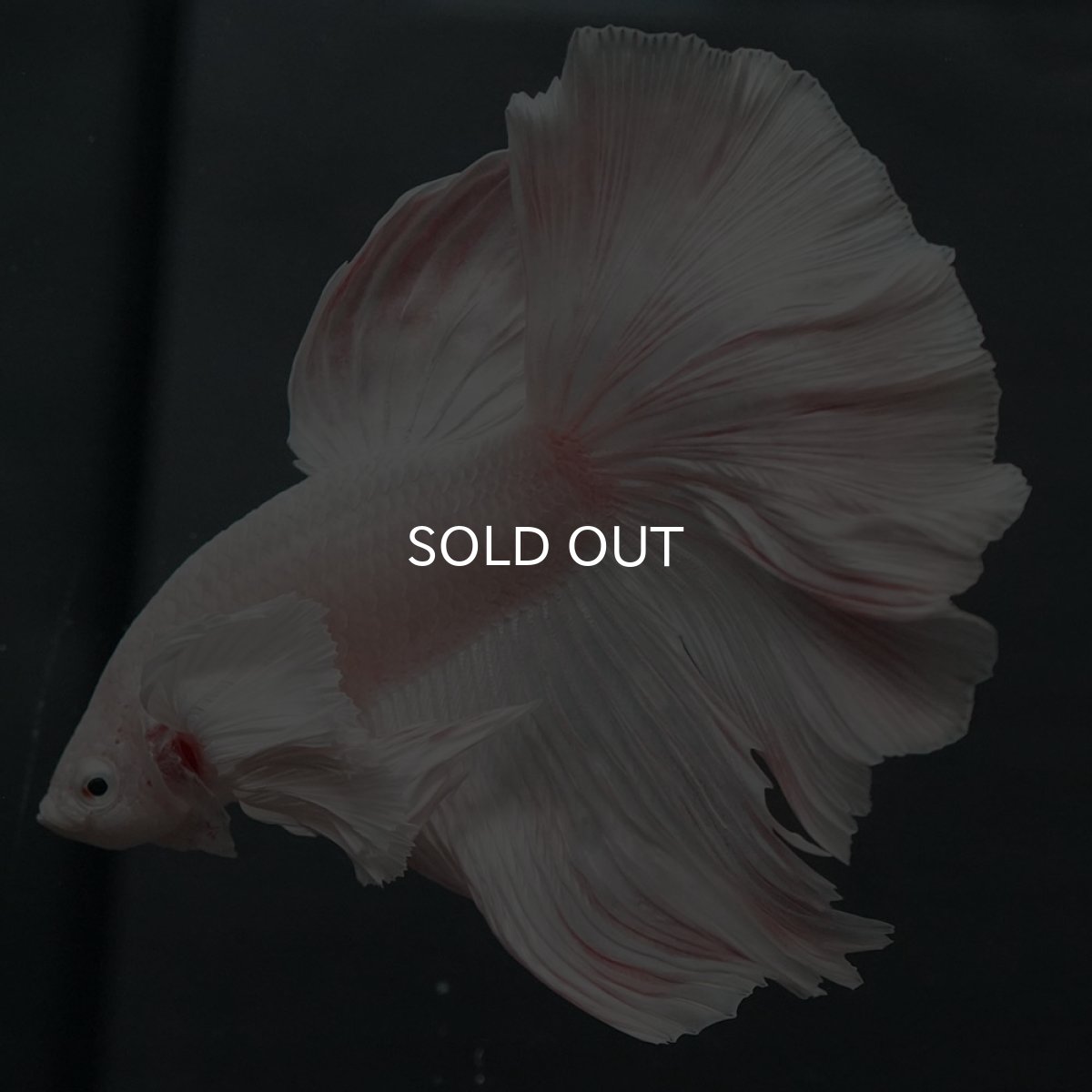 画像2: GHMダンボ ホワイト (2)