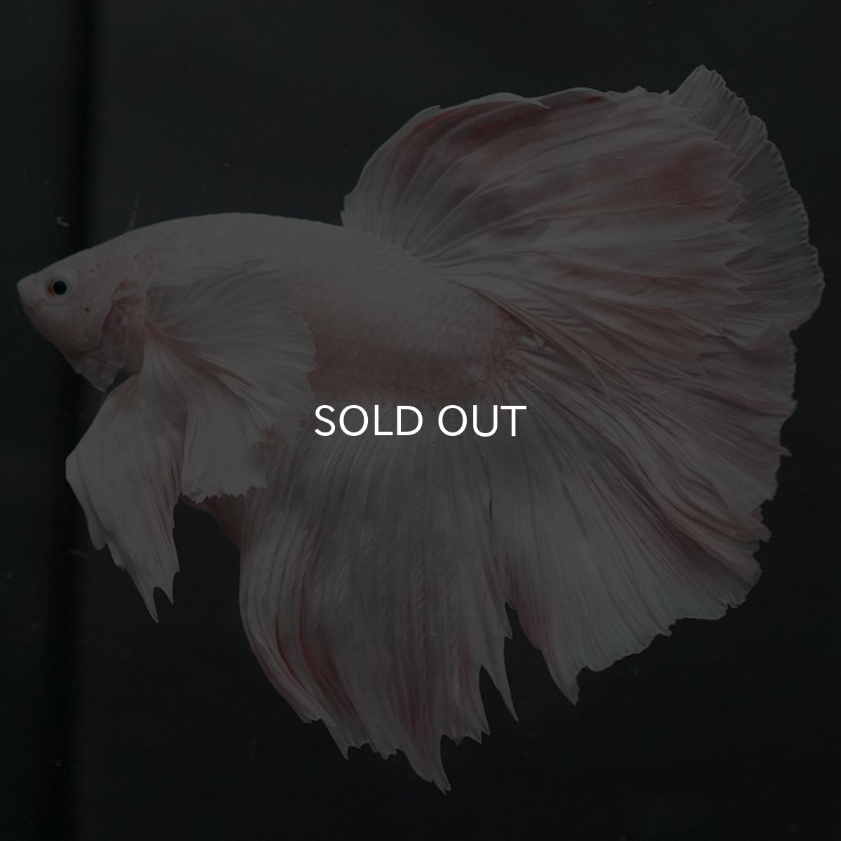 画像4: GHMダンボ ホワイト (4)