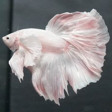 画像4: GHMダンボ　ホワイト (4)