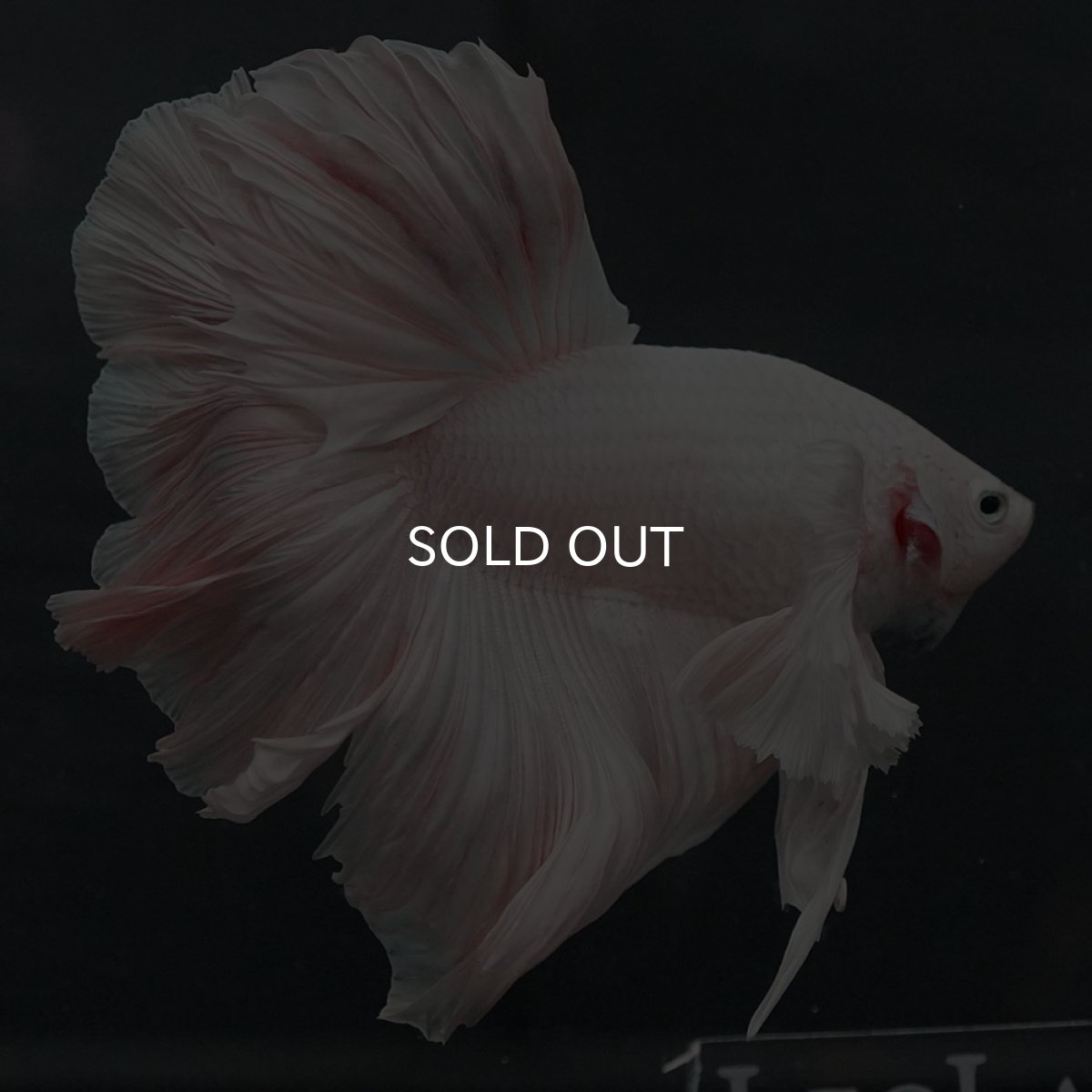 画像7: GHMダンボ　ホワイト (7)