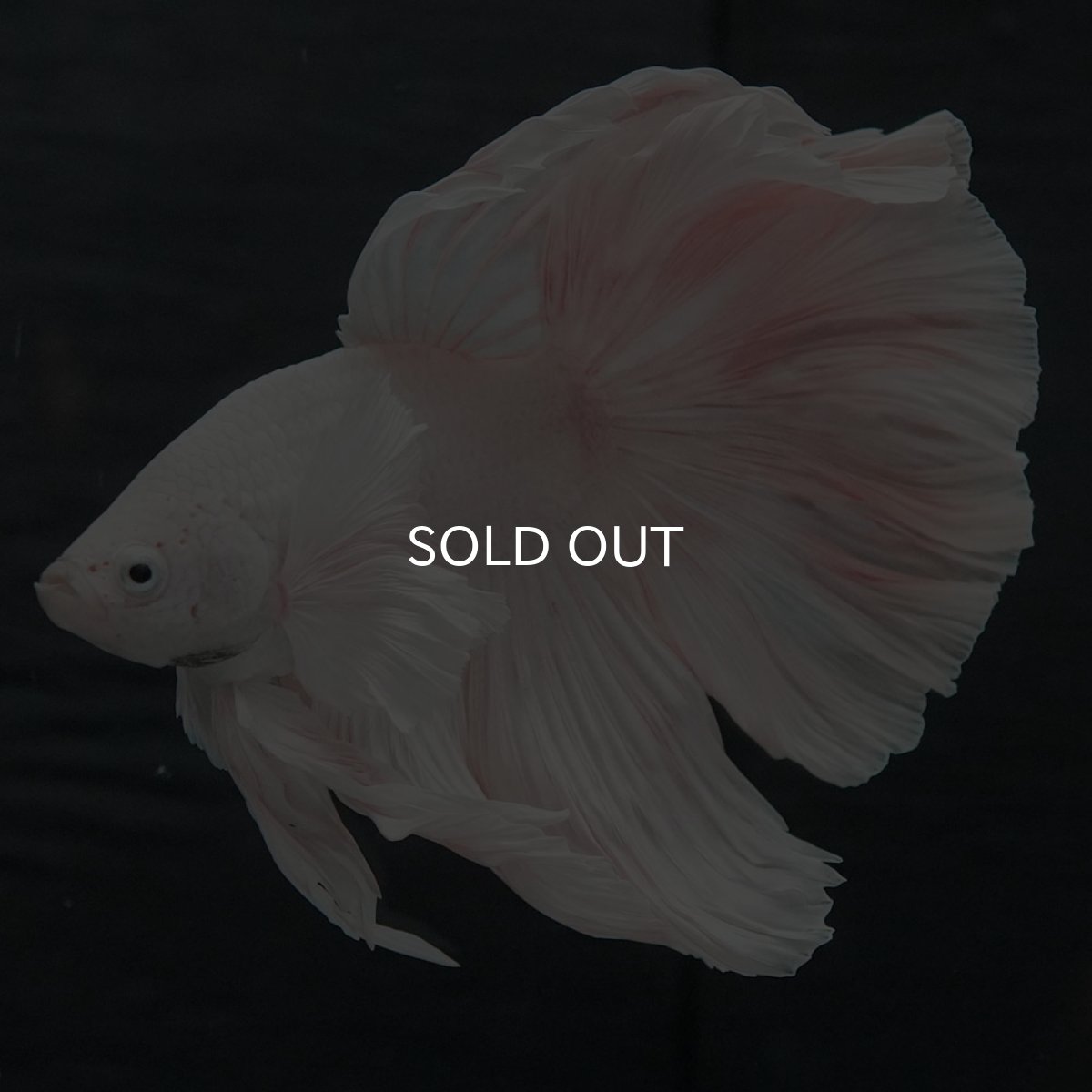 画像6: GHMダンボ　ホワイト (6)