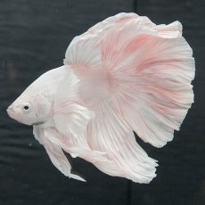 画像6: GHMダンボ　ホワイト (6)