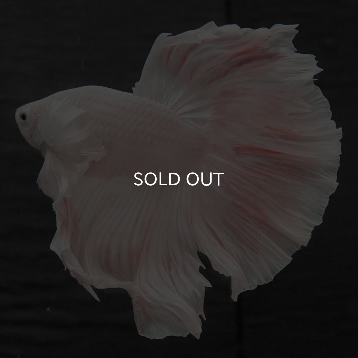 画像2: GHMダンボ　ホワイト (2)