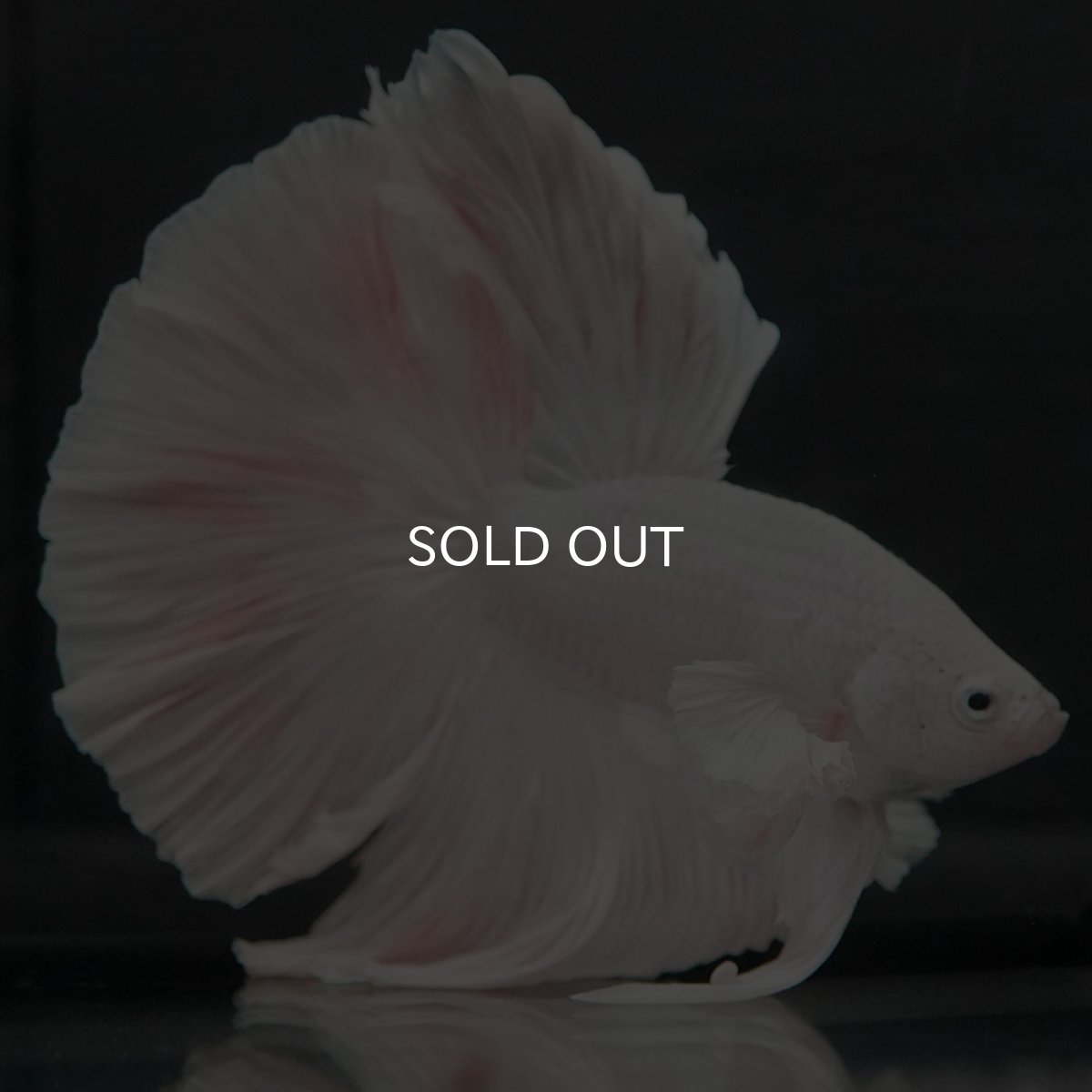 画像9: GHMダンボ　ホワイト (9)