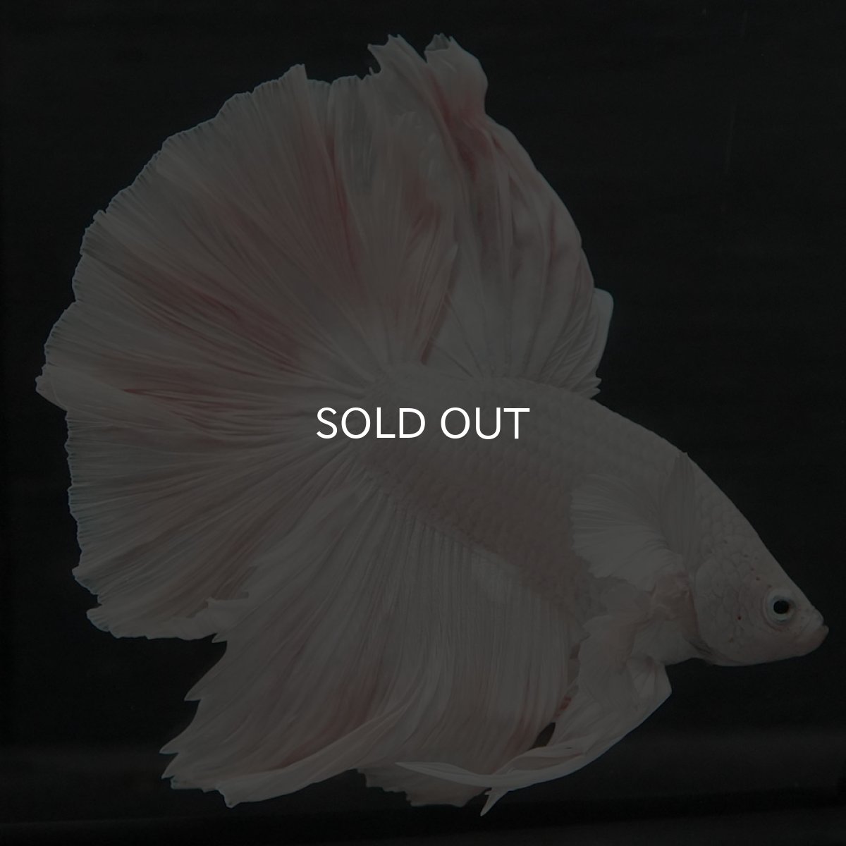 画像5: GHMダンボ　ホワイト (5)